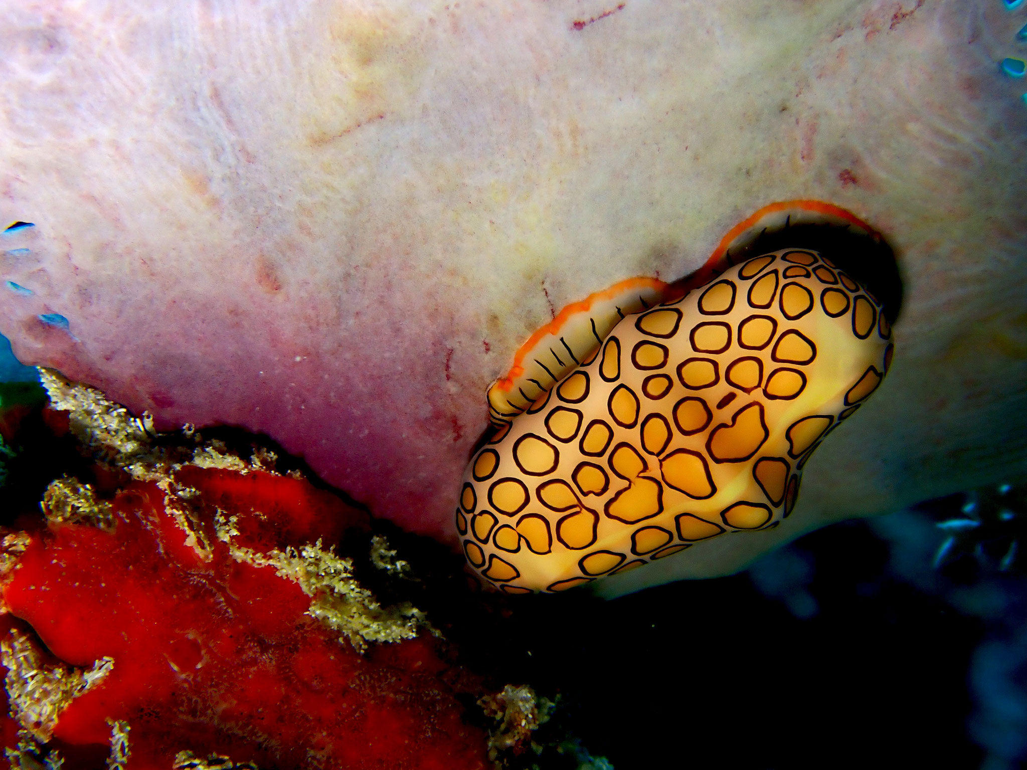 Monnaie Caraïbe à ocelles Cyphoma gibbosum