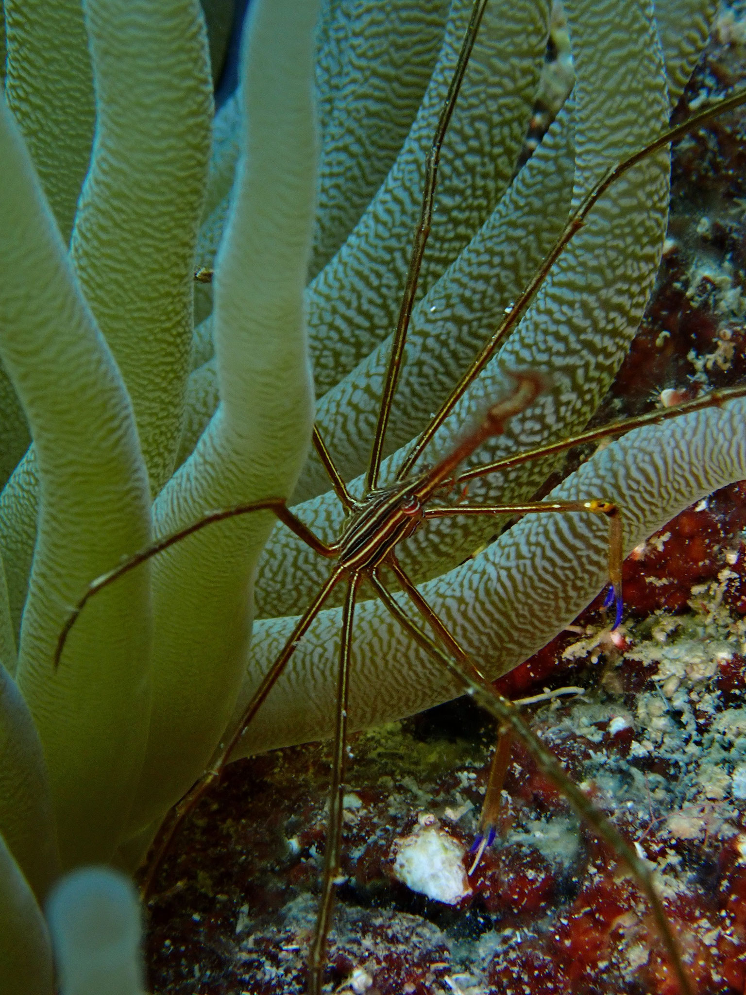 Araignée nez pointu Stenorhynchus seticormis 01
