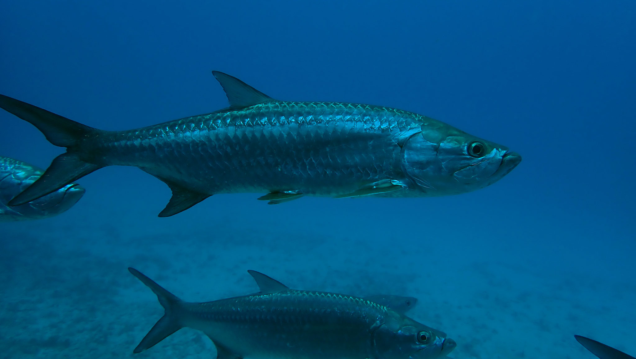 Tarpon Megalops atlanticus