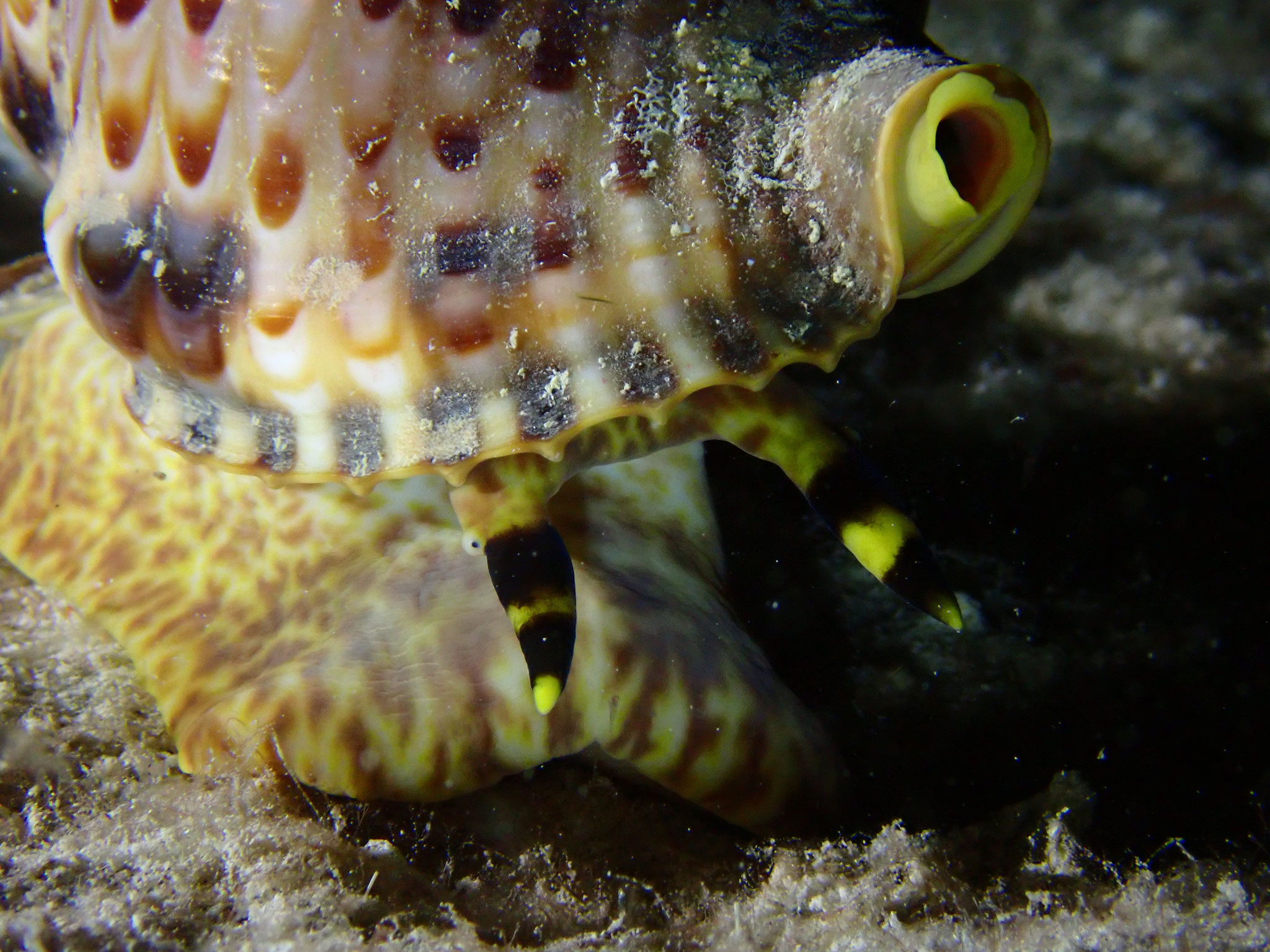Triton géant Charonia tritonis