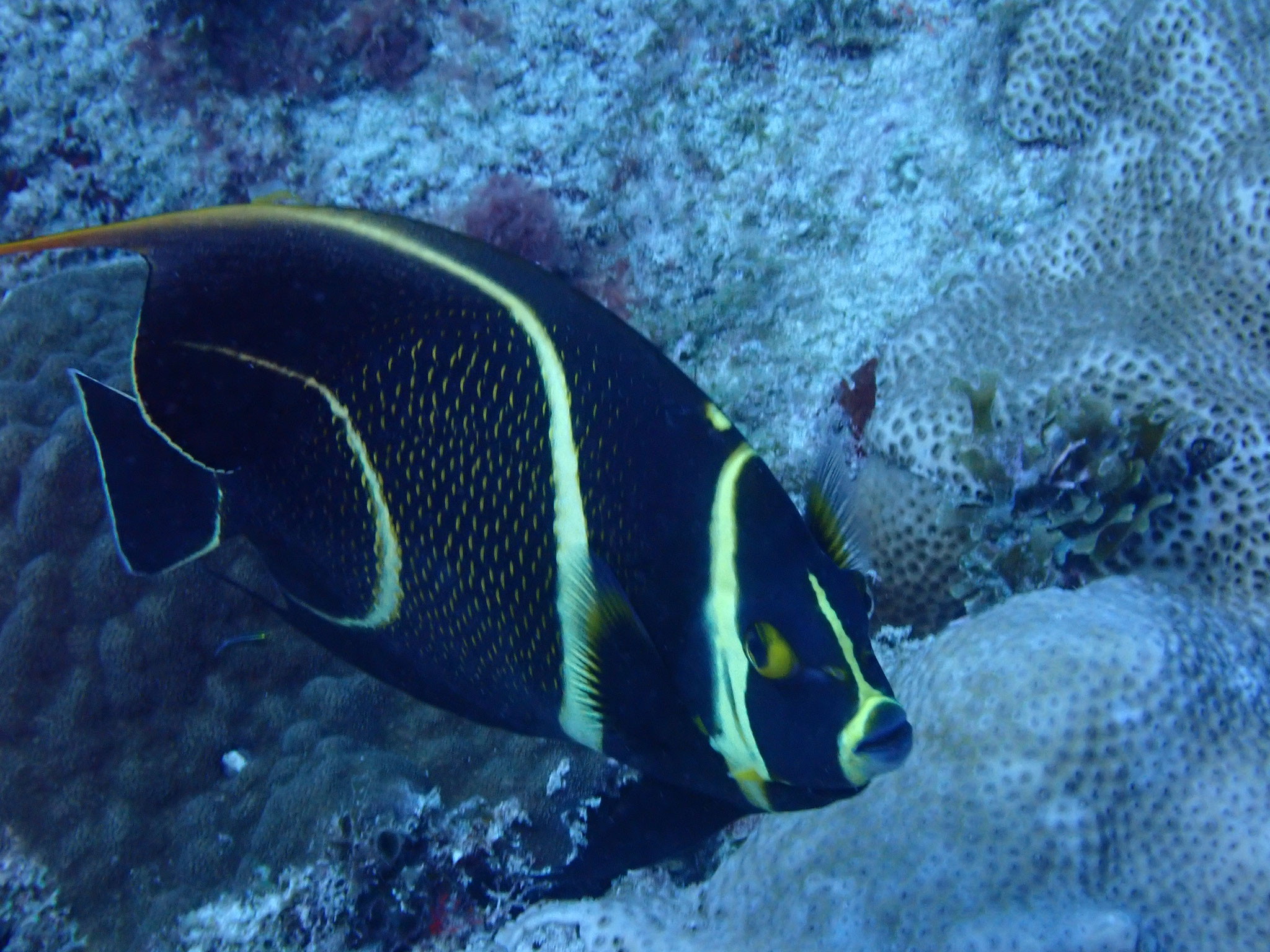 Ange français intermédiaire Pomacanthus paru 