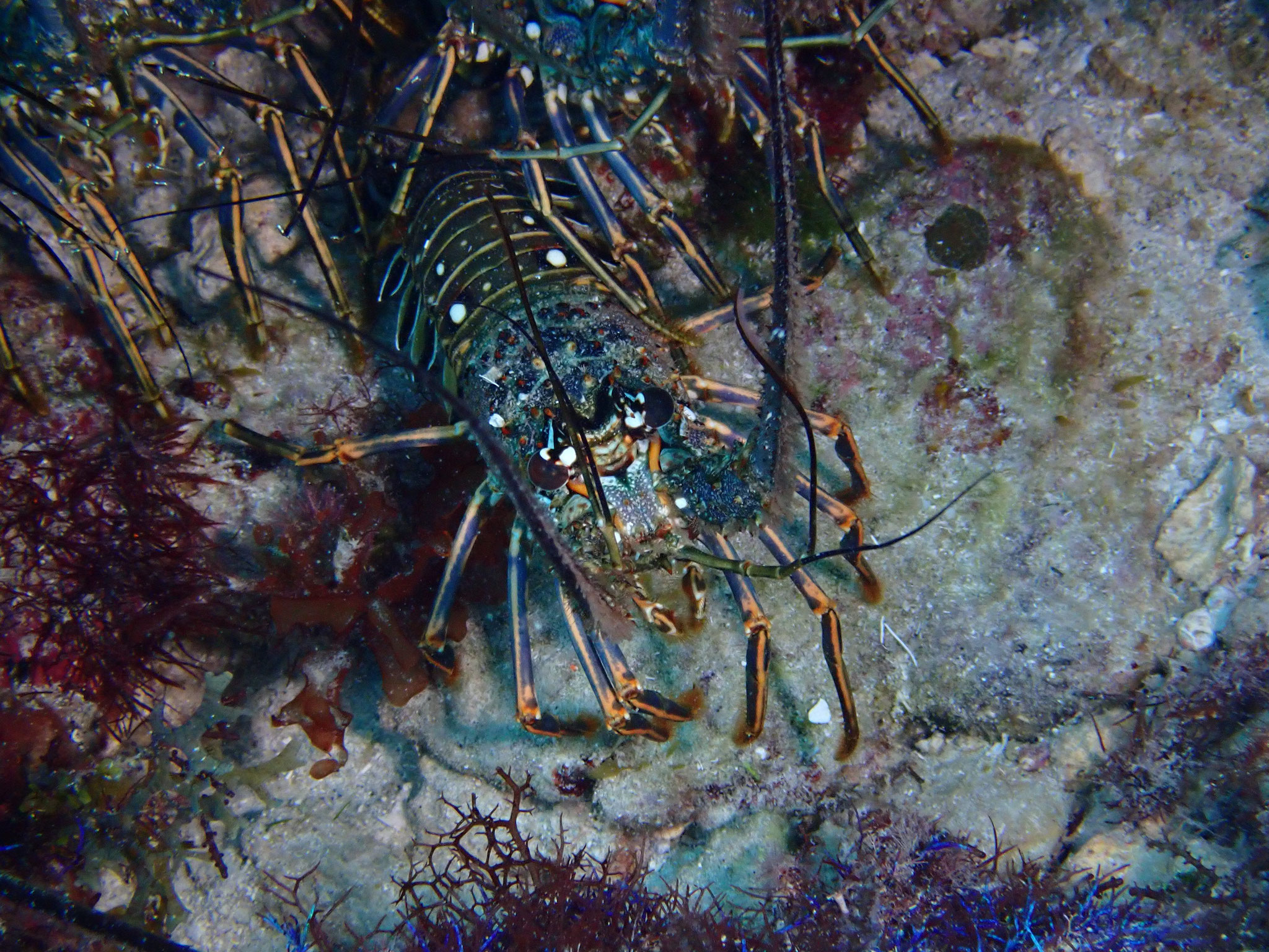 Langouste des Caraïbes Panulirus argus