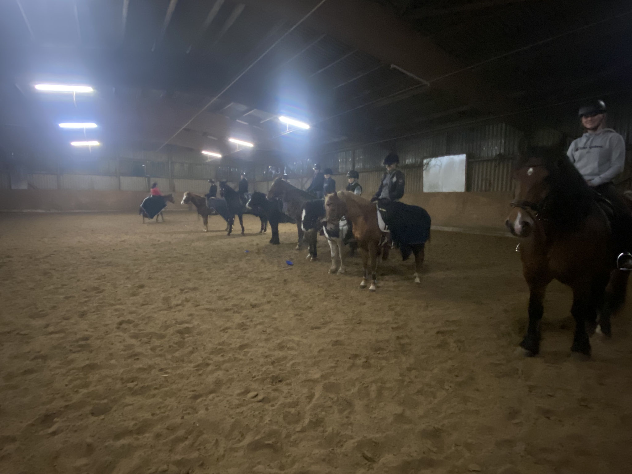 Alle Schulpferde in der Arena