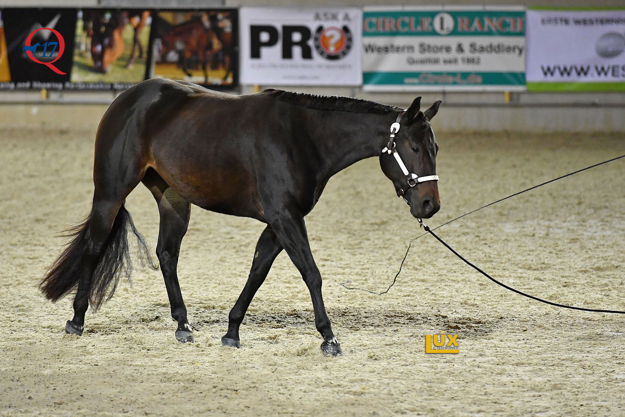 NSBA Longe Line Futurity 3YO