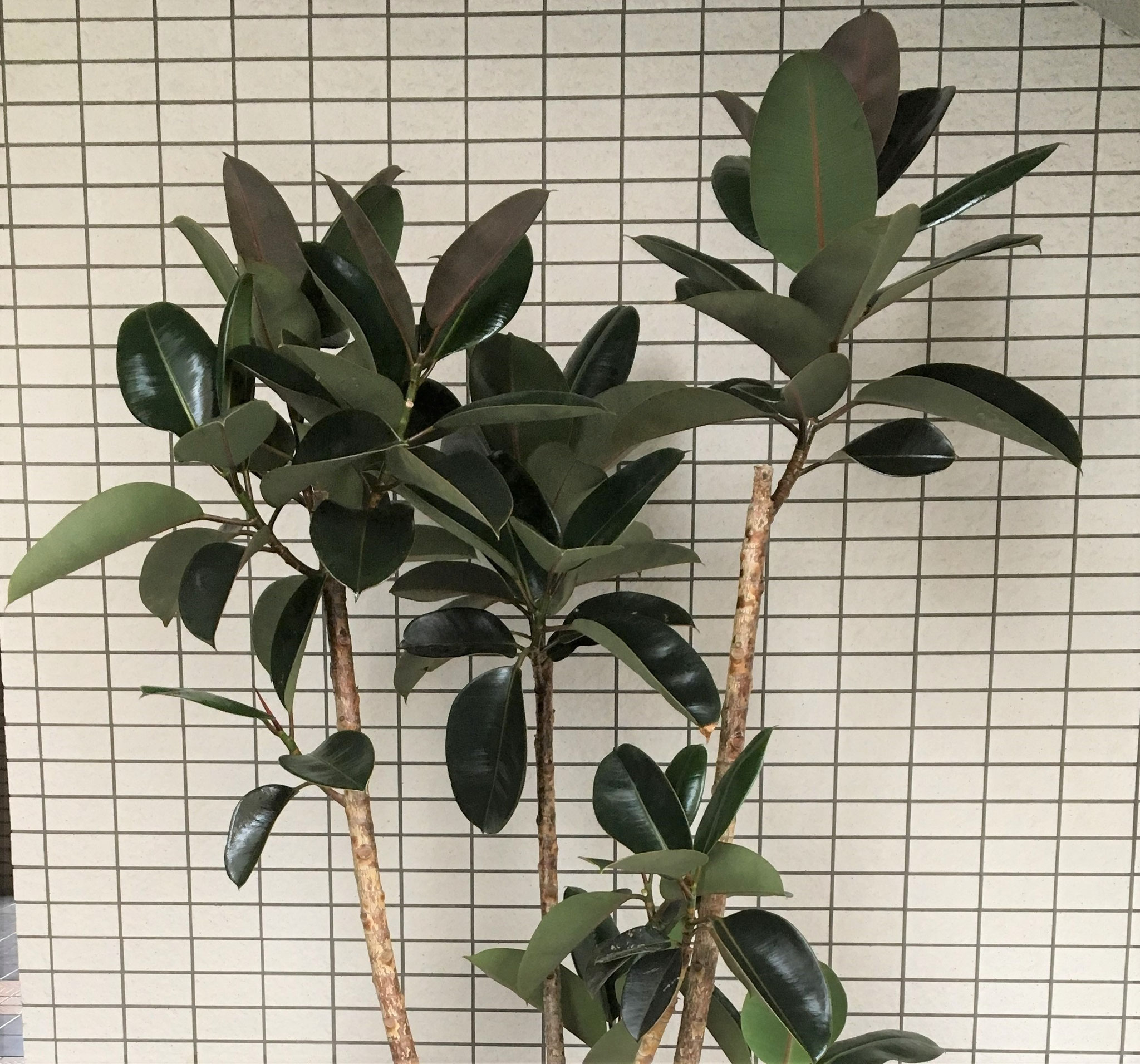 黒に近い葉の色と新芽の赤色のコントラストが超絶かっこいい、フィカス・バーガンディ