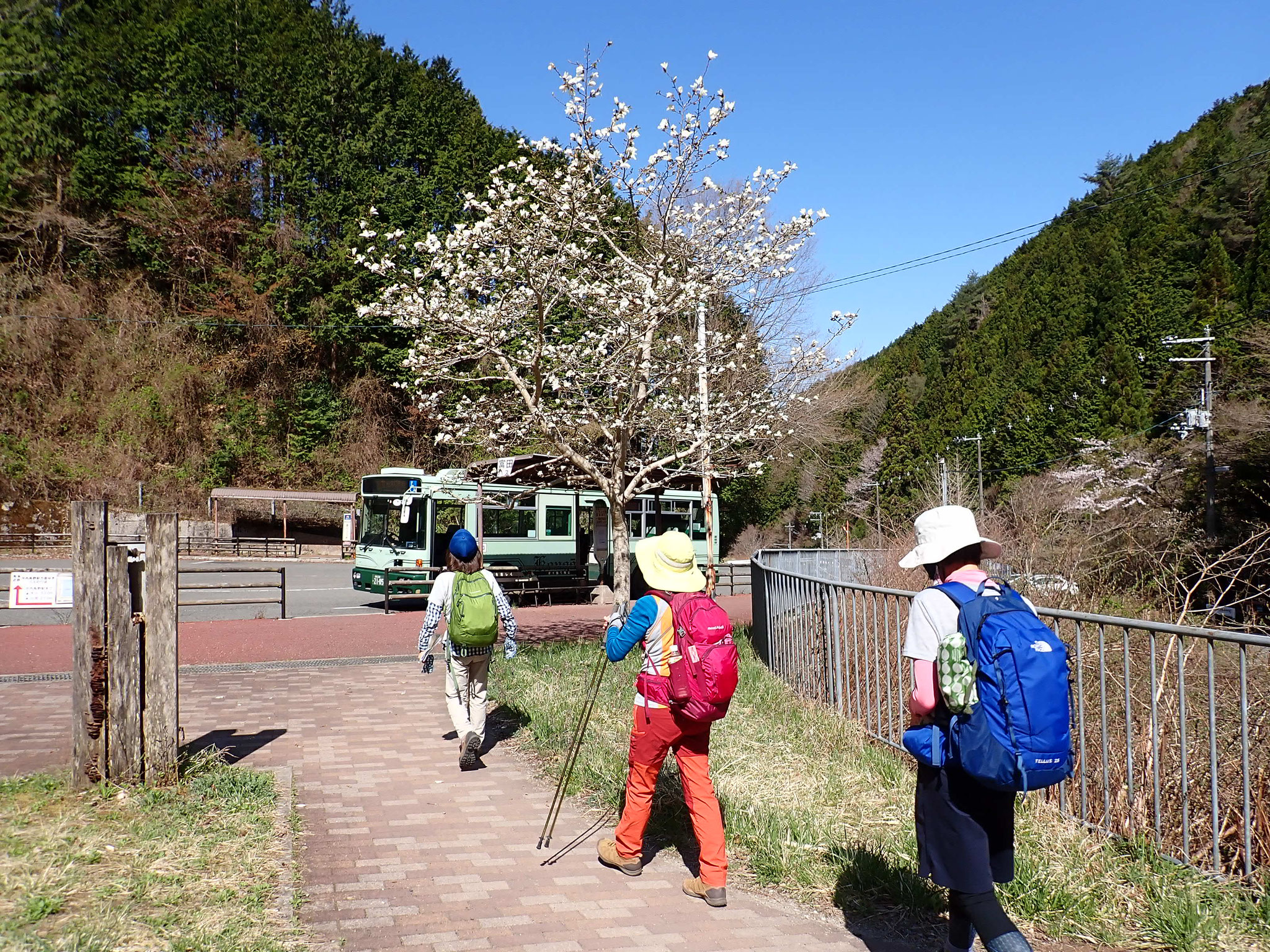 金剛山ロープウェー前バス停から出発。タムシバも満開。
