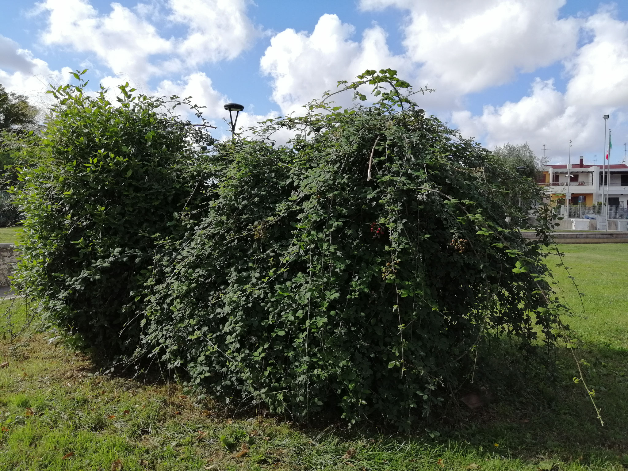 Parco comunale Sandro Pertini - area verde