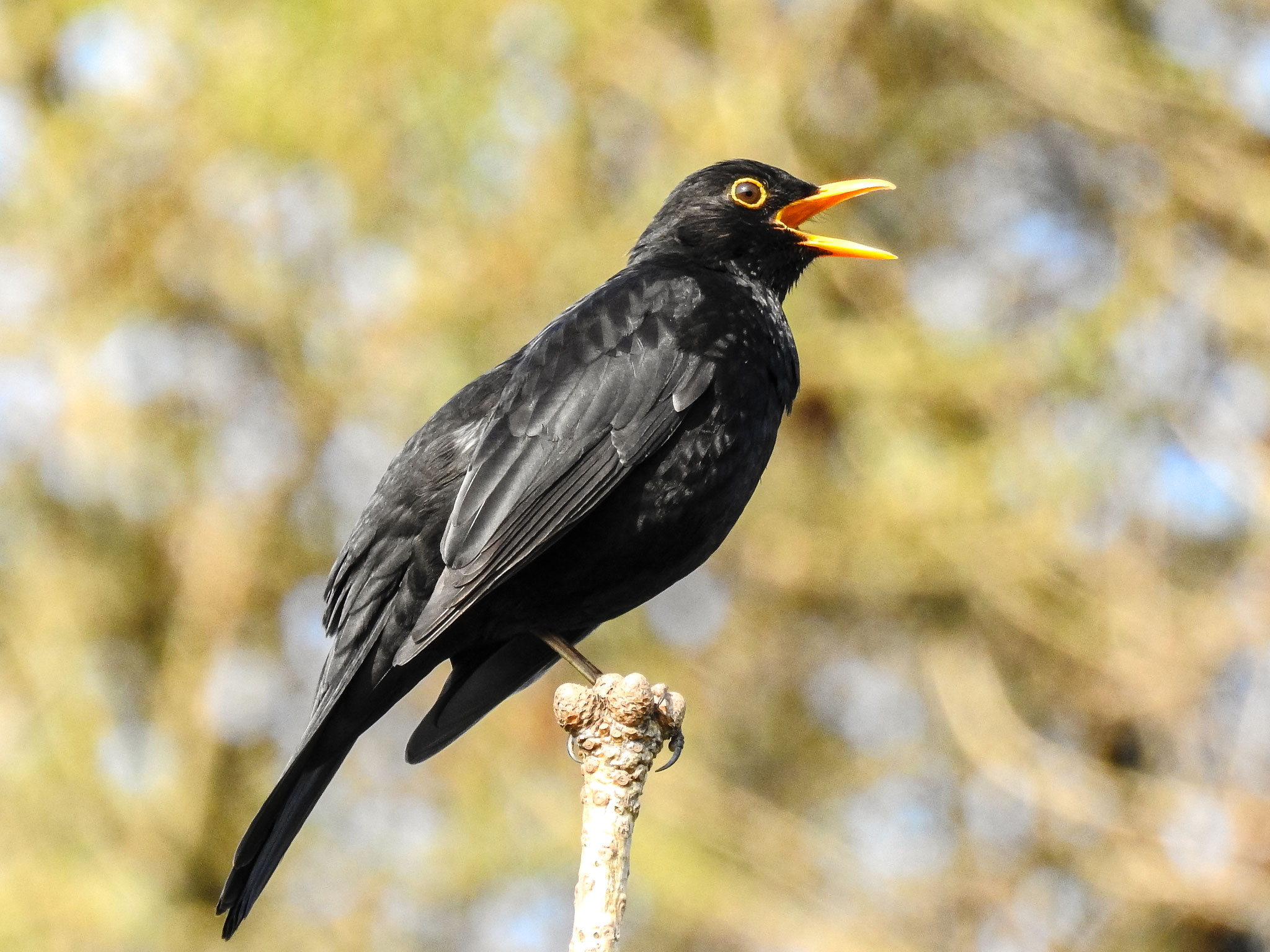 Die Meistersängerin errang Platz 10, bleibt aber bislang ohne Titel: die Amsel. Foto: Nabu-Archiv