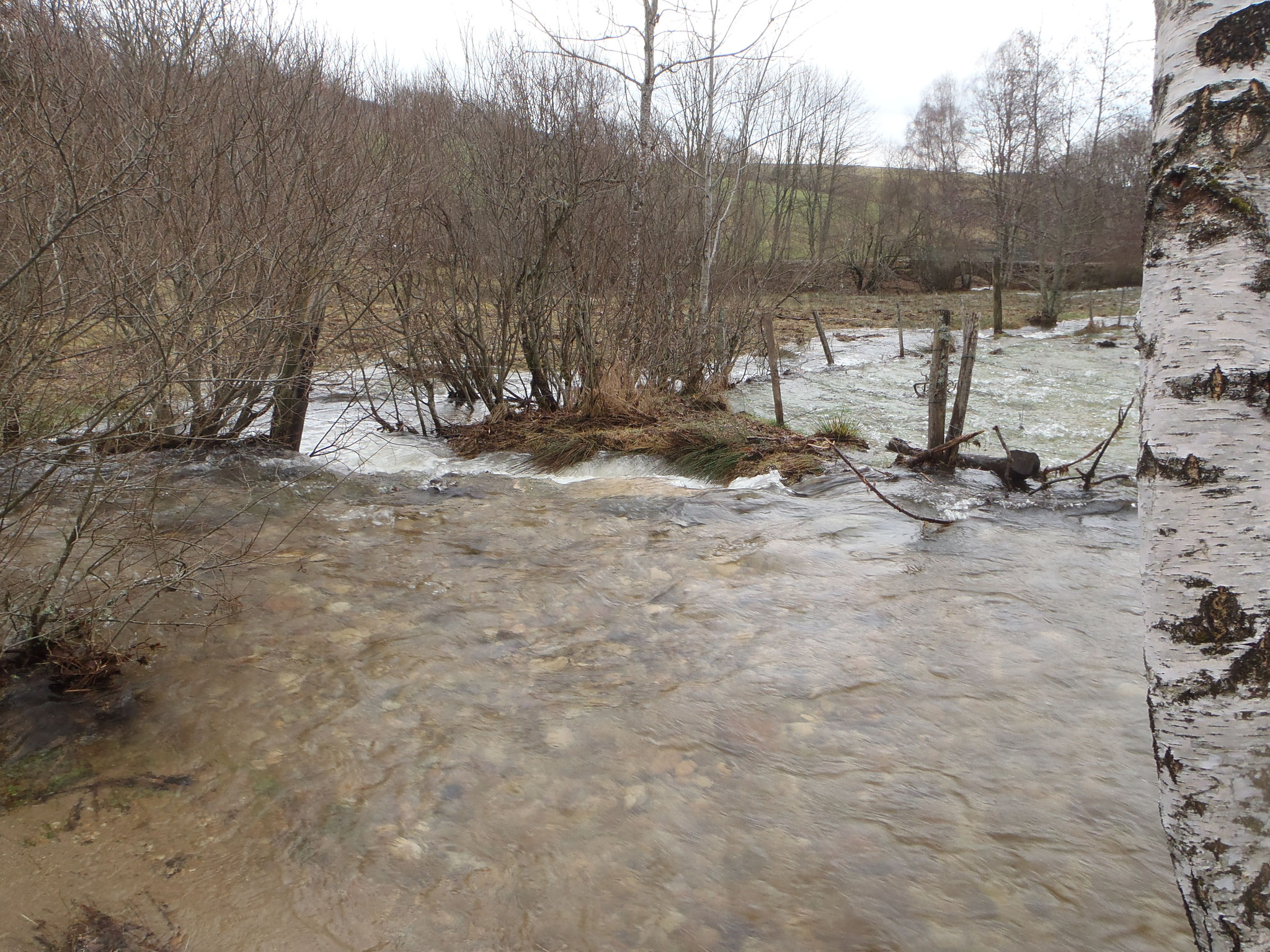 Le Lignon en amont du pont sagnat - Jeansagnière. Normalement il passe à gauche de l'arbuste (à l'extrème gauche sur la photo)