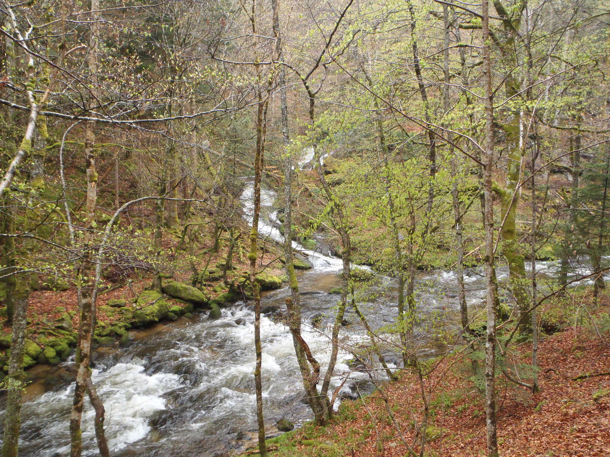 Confluence du ruisseau de la Planchette