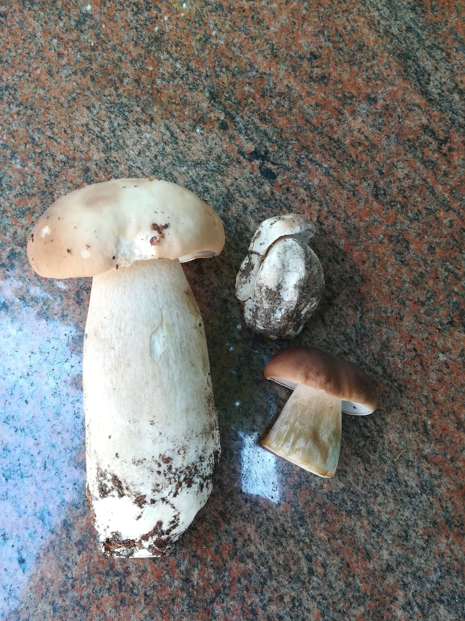 Prachtexemlar