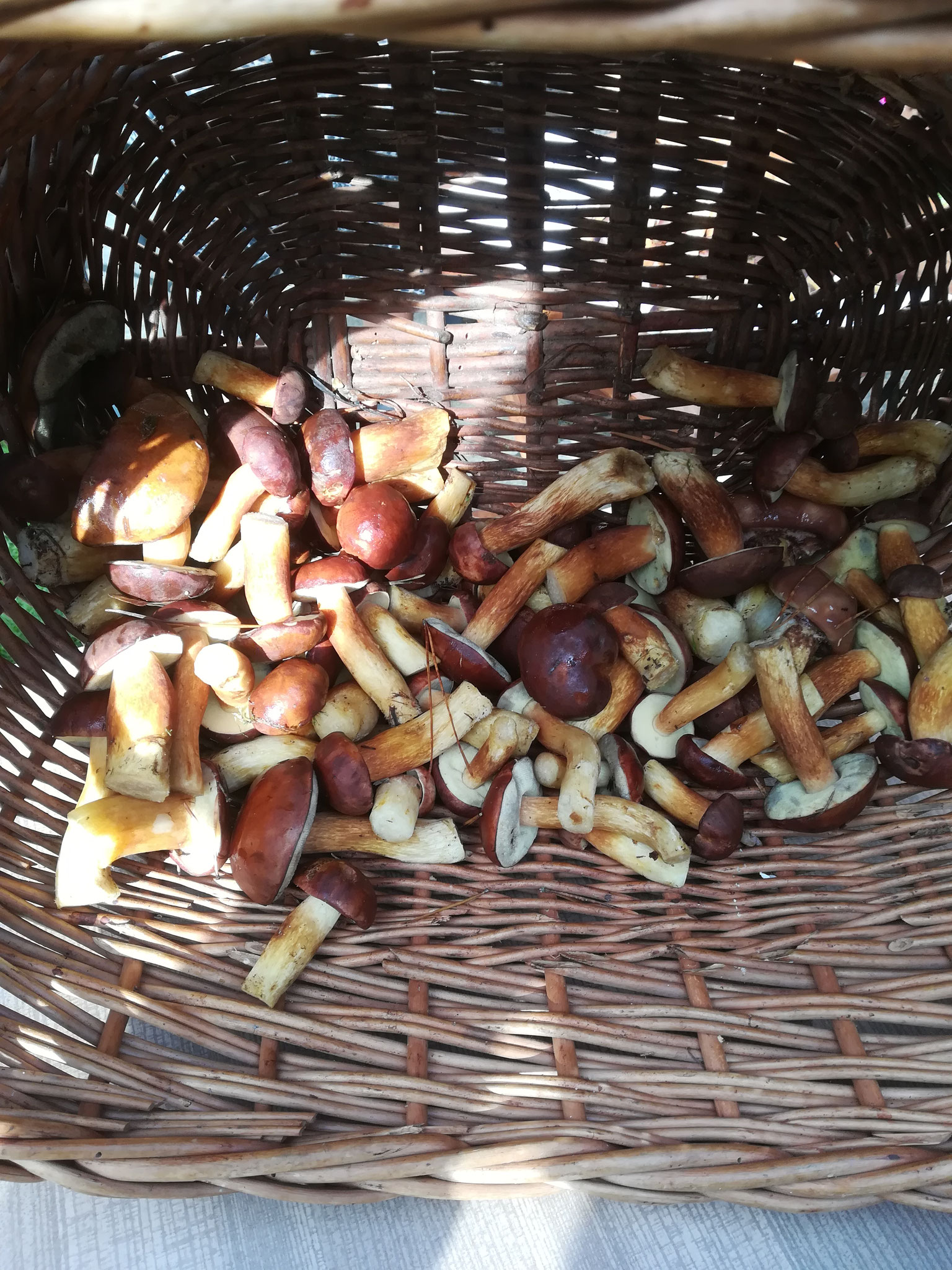 Pilzreichtum im Herbst
