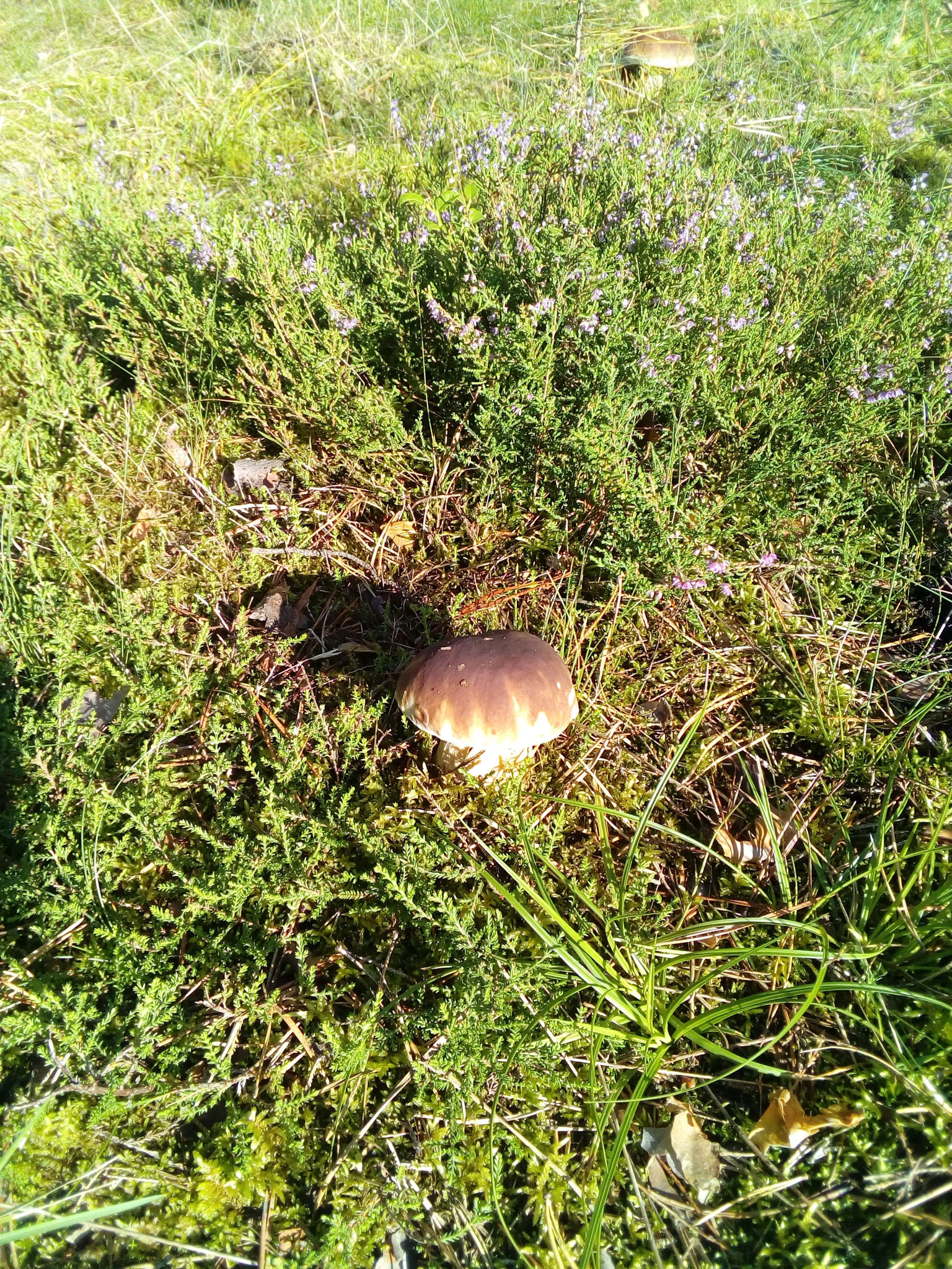 Pilzreichtum im Herbst