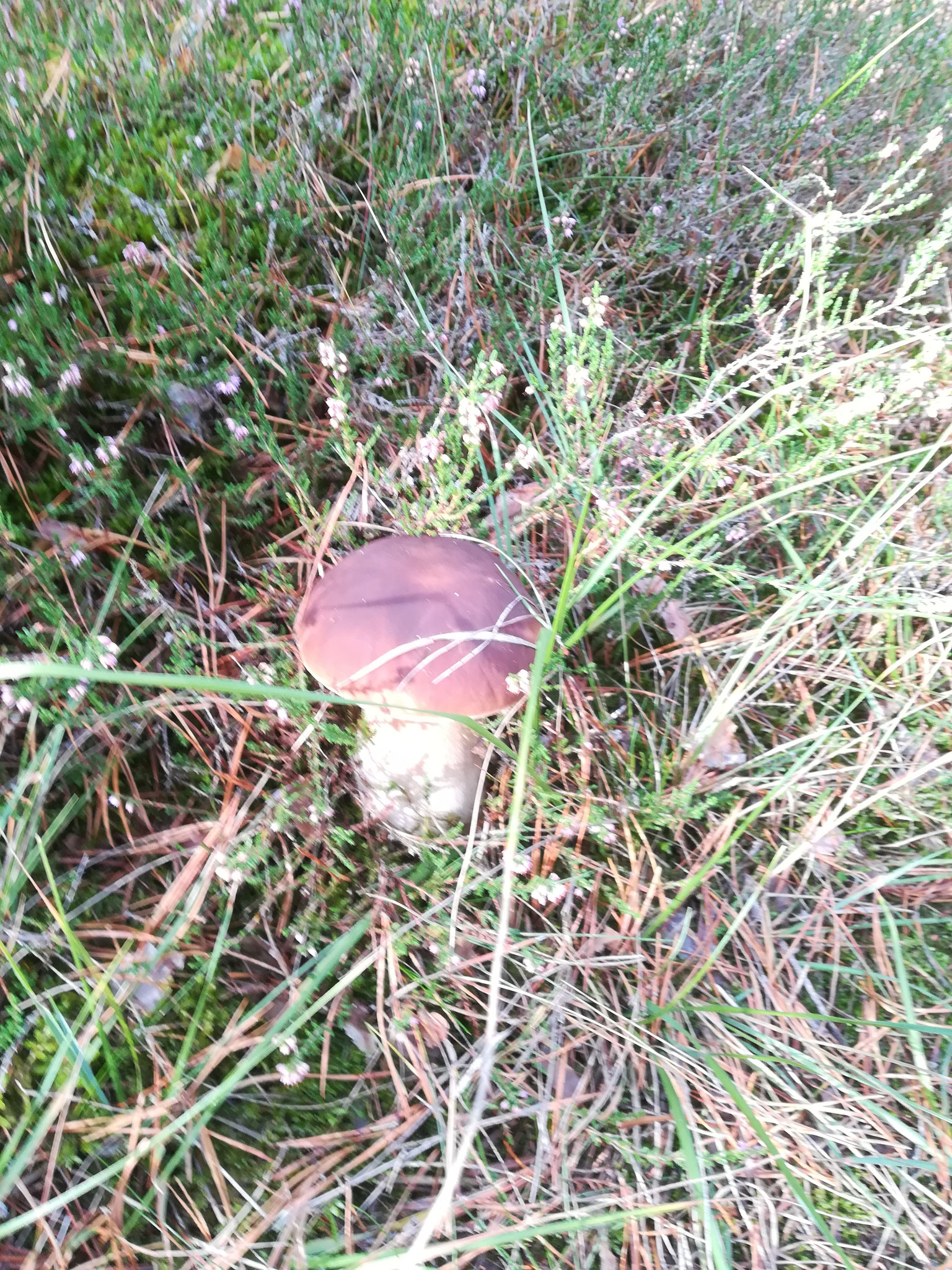 Pilzreichtum im Herbst