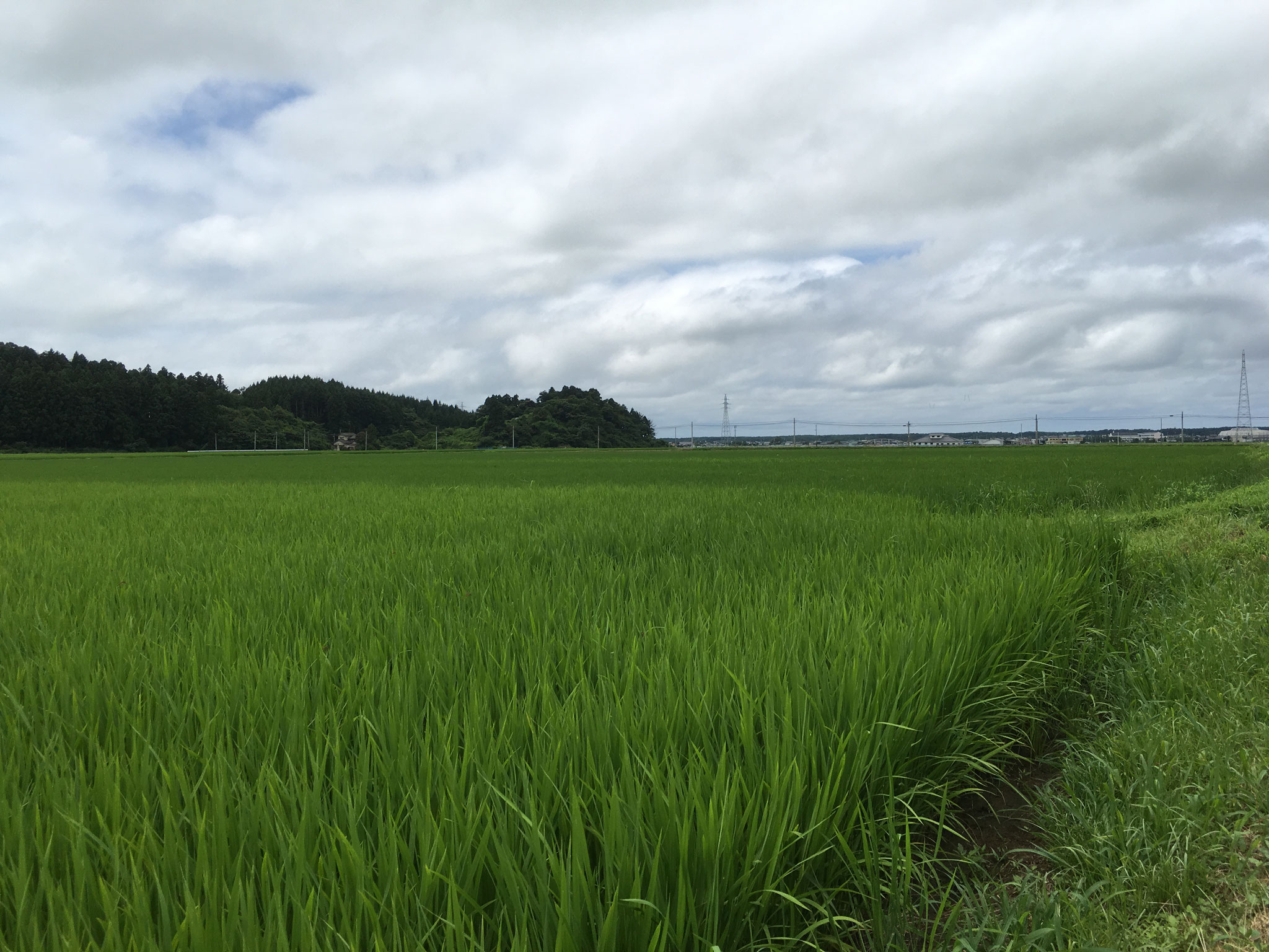 圃場を案内してもらいました。