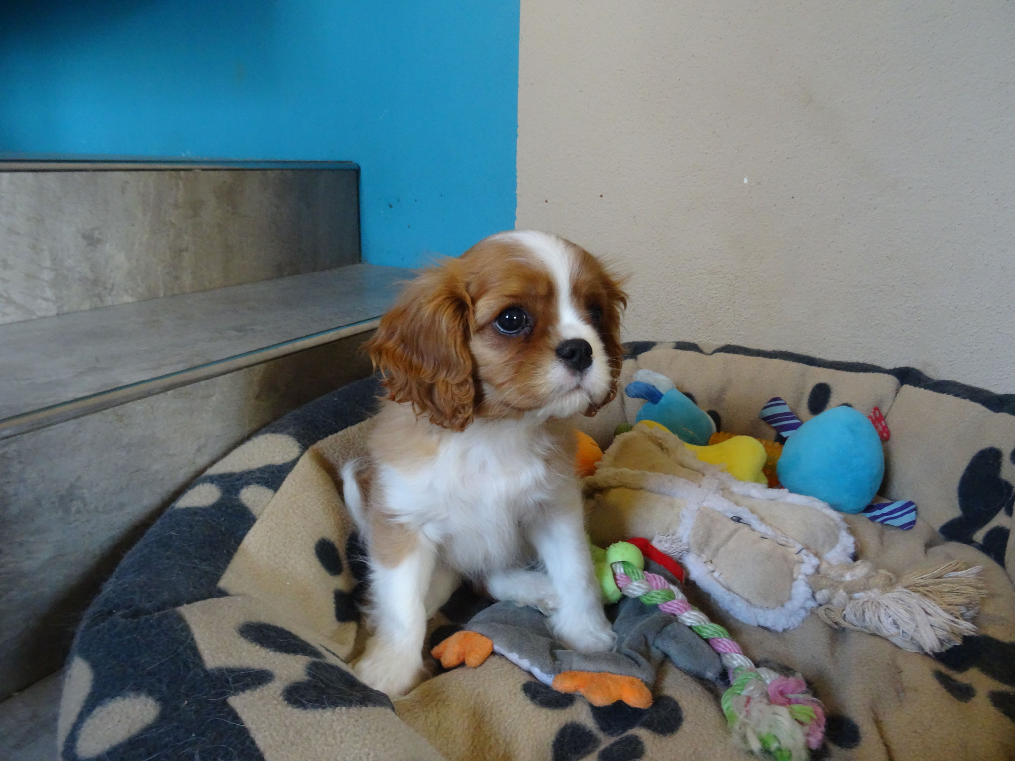 Welpen Exclusive S Cavalier S