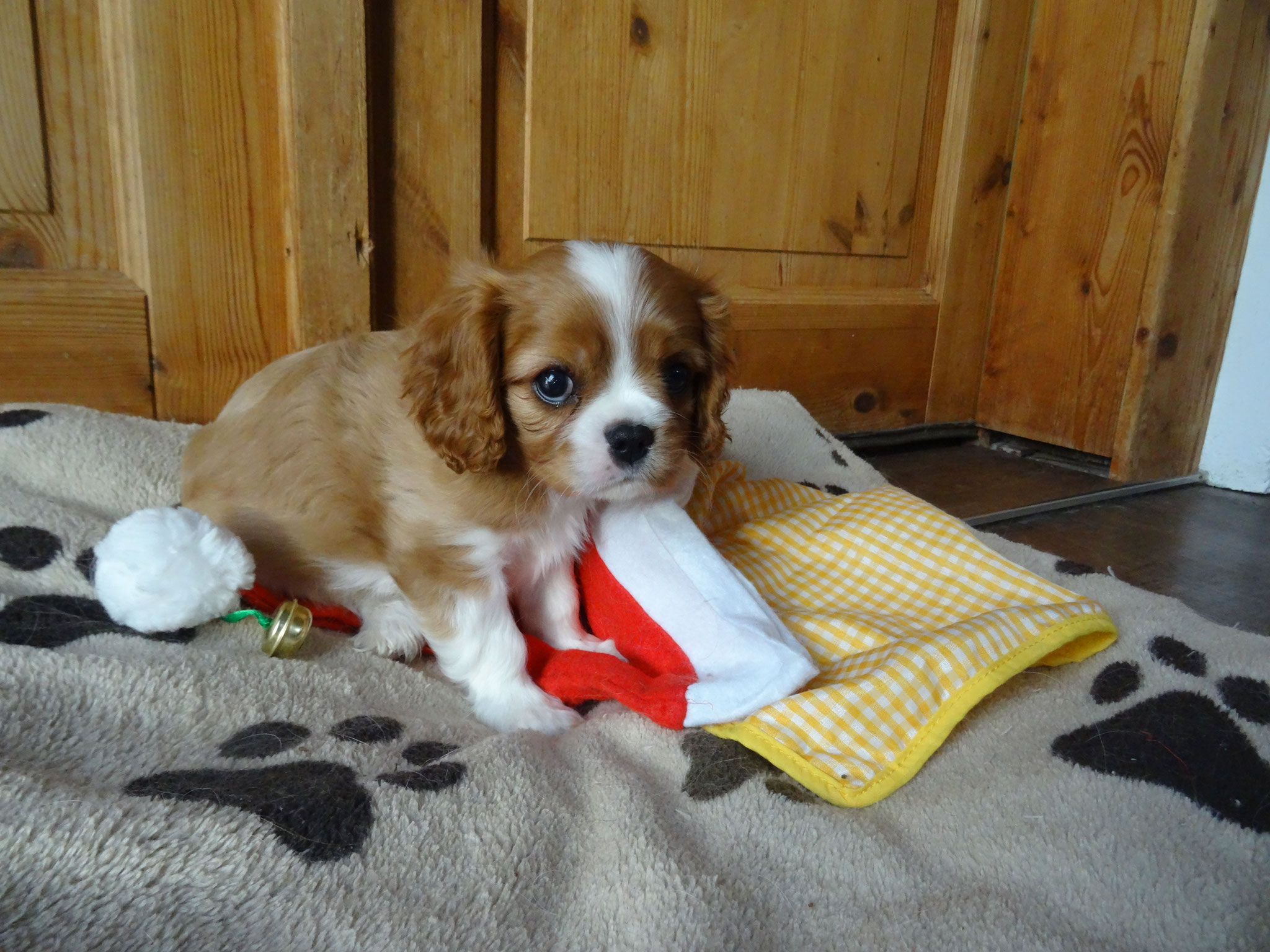 Welpen - Exclusive´s Cavalier´s