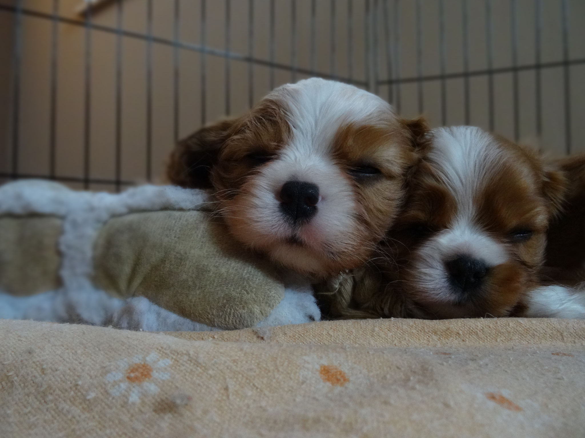 Welpen Exclusive S Cavalier S