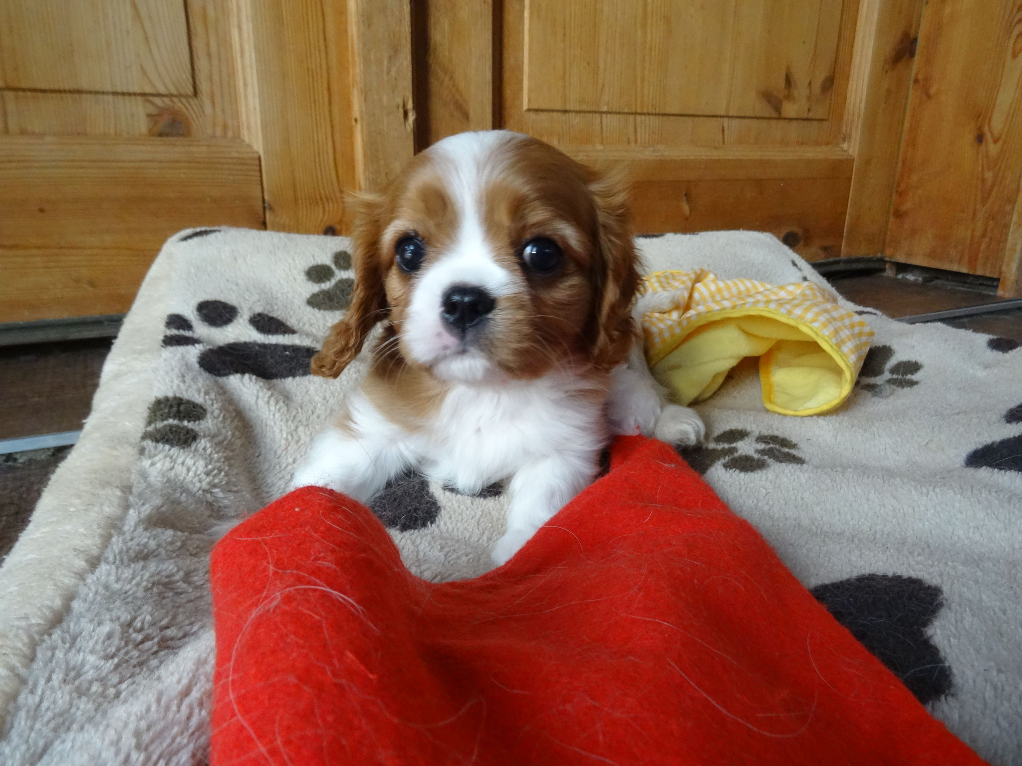 Welpen - Exclusive´s Cavalier´s