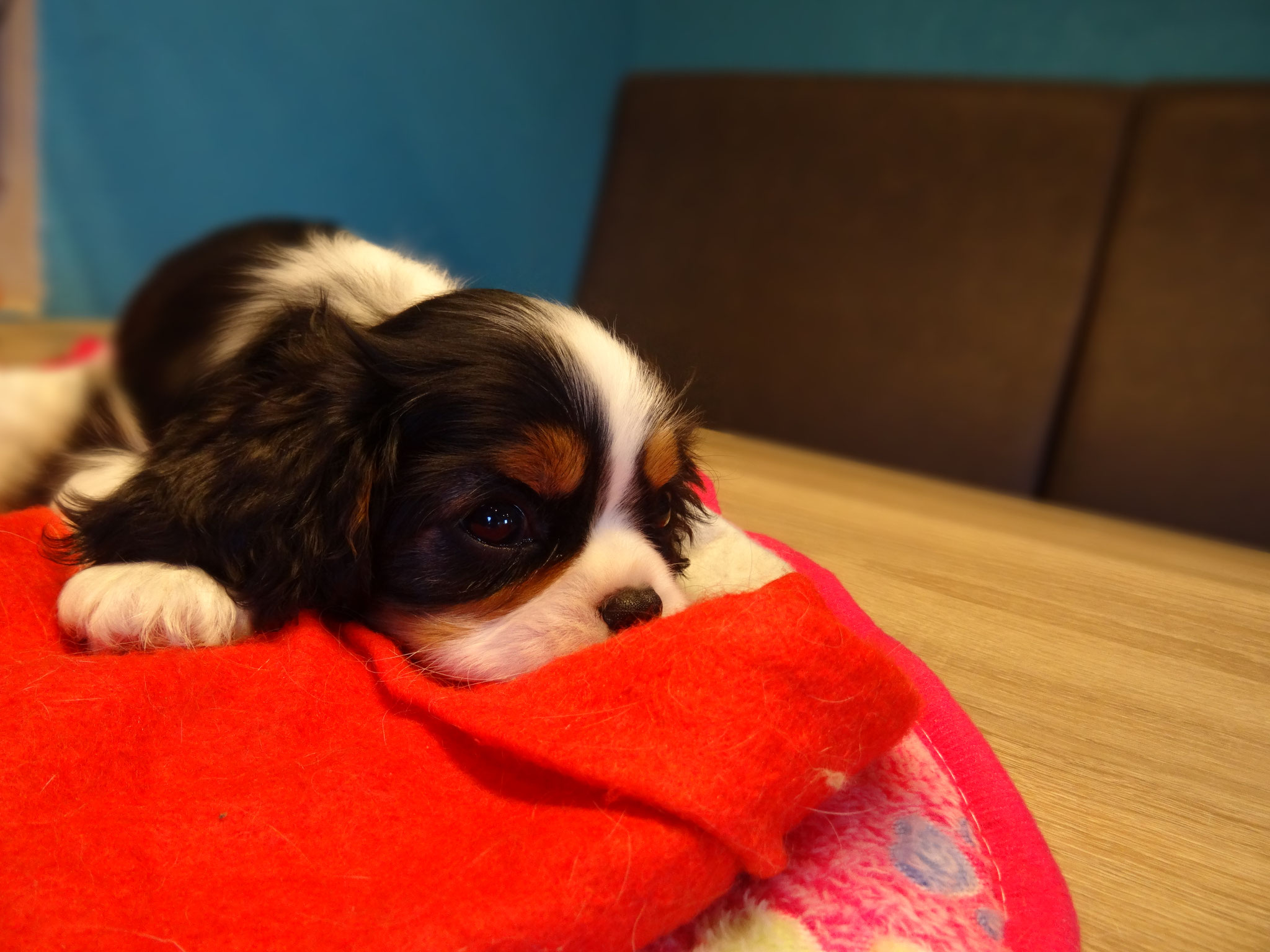 Welpen - Exclusive´s Cavalier´s