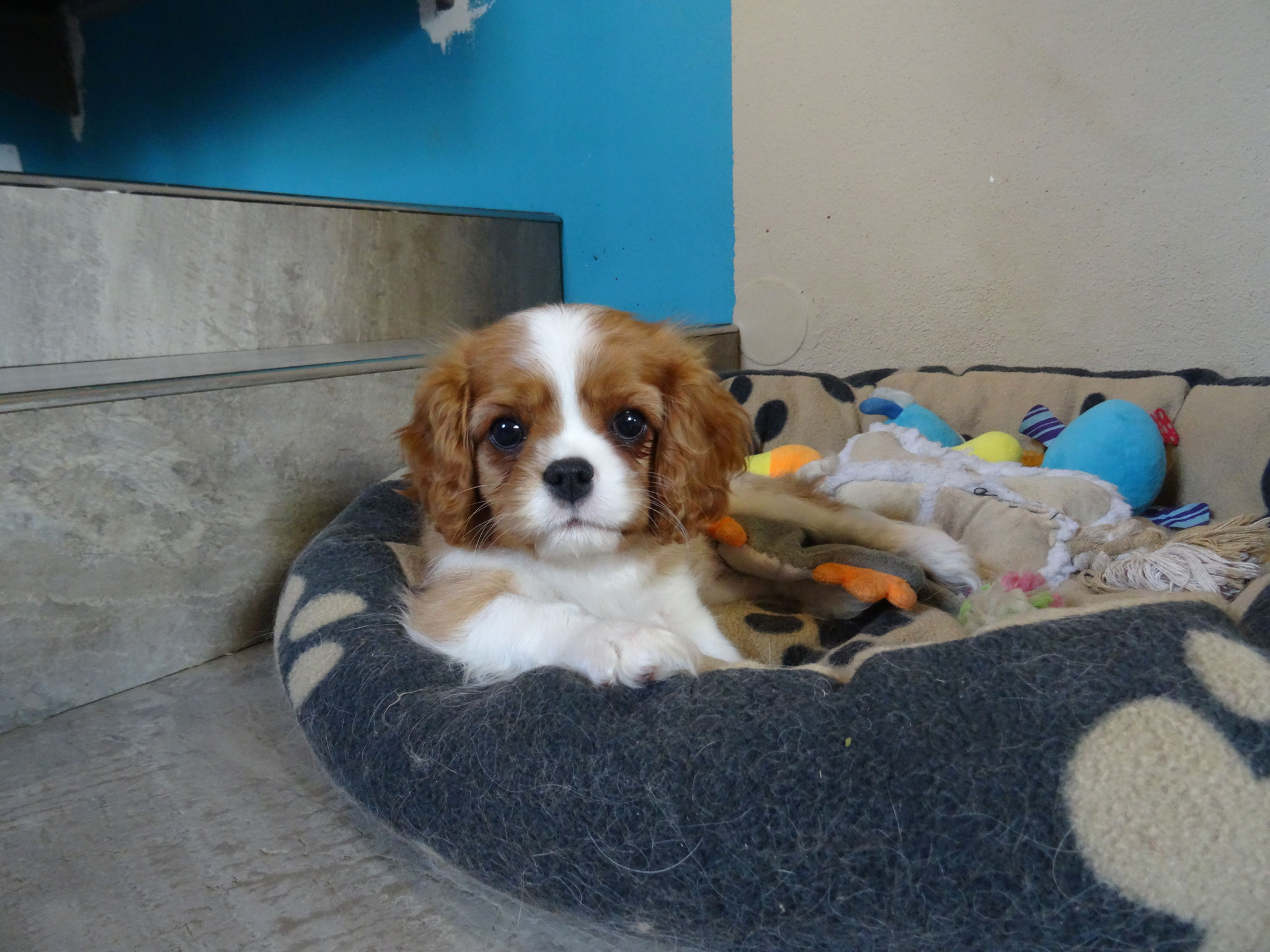 Welpen - Exclusive´s Cavalier´s