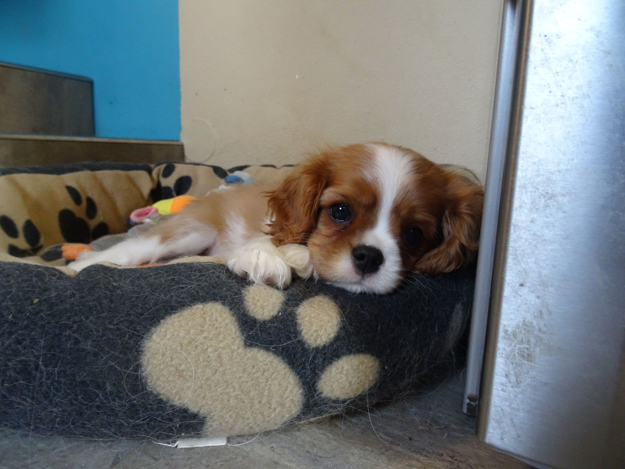 Welpen - Exclusive´s Cavalier´s