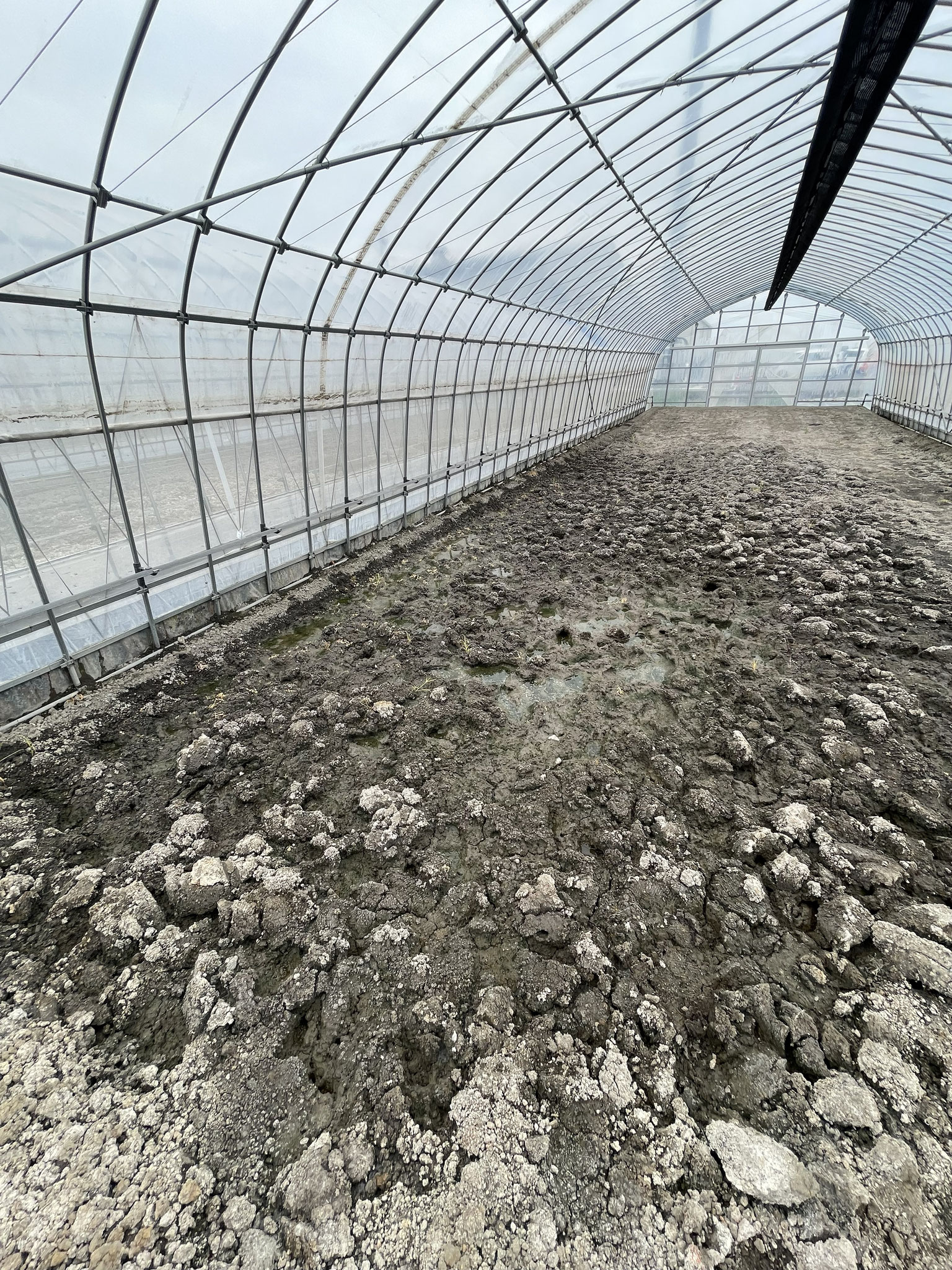 暗渠施工前 水たまりで植物植えられず