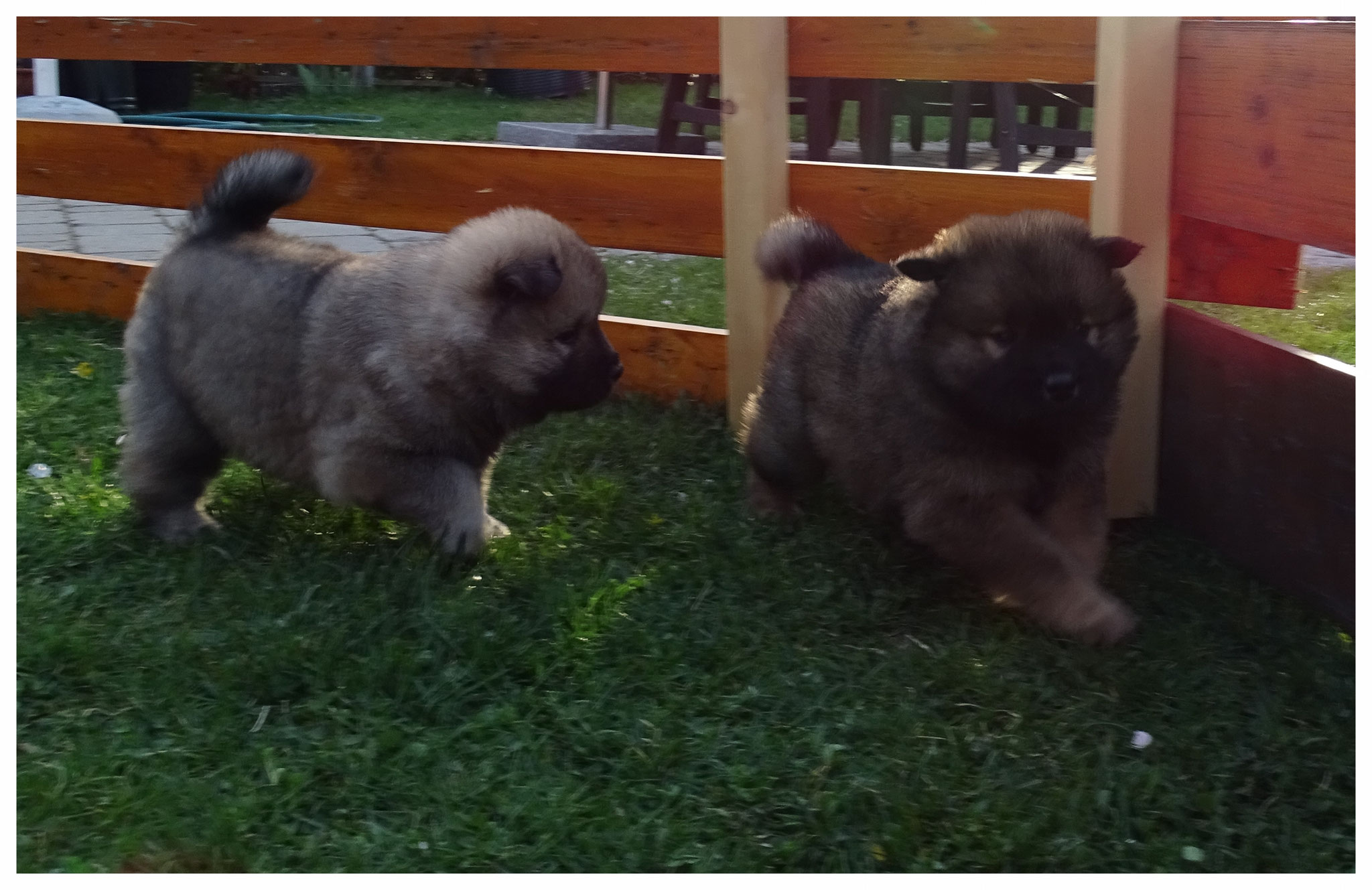 Aras & Aisha