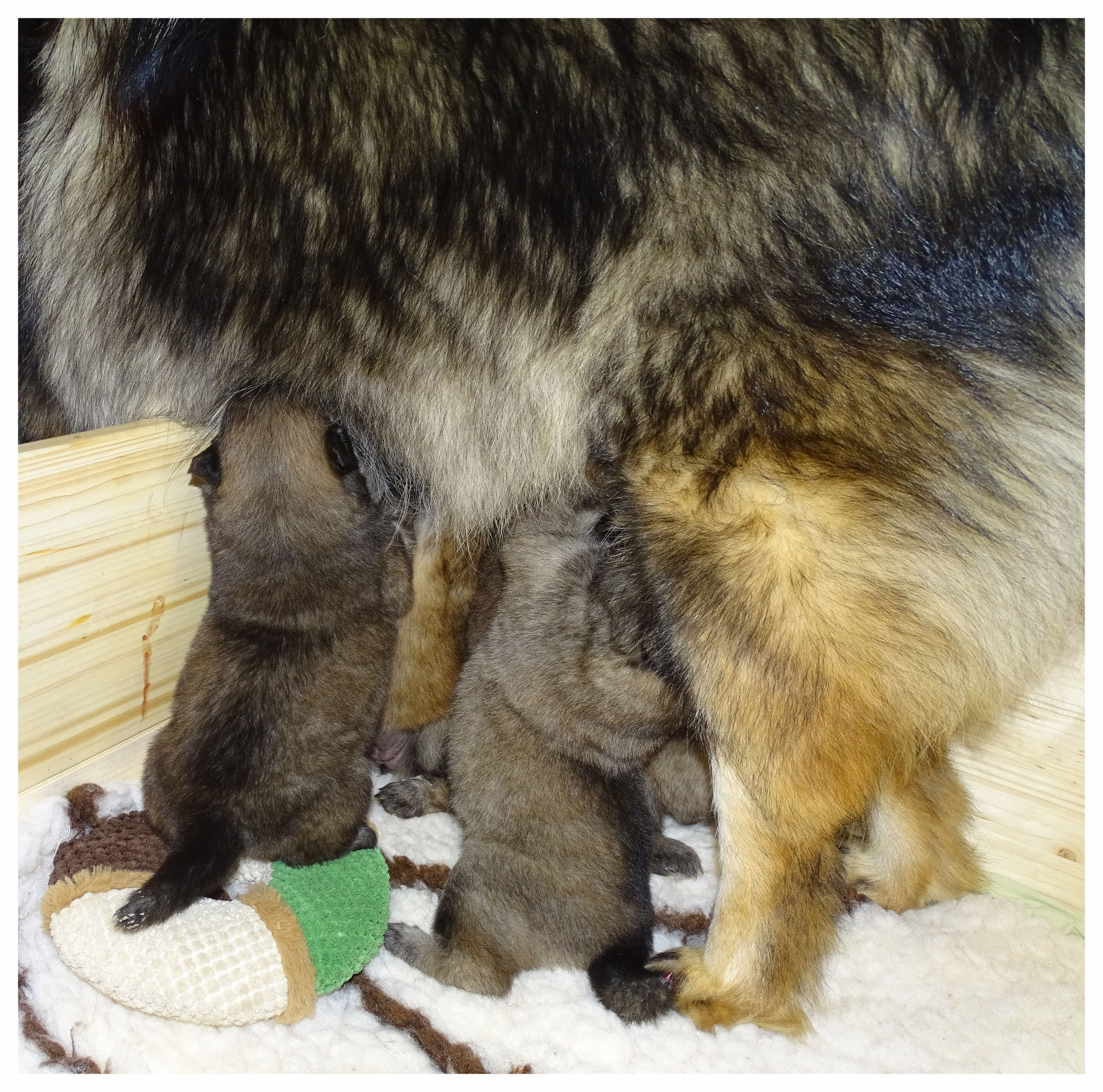 Bevor Mama den Freigang der Welpen verlässt, versucht jeder noch die letzten Tropfen Milch zu ergattern ...