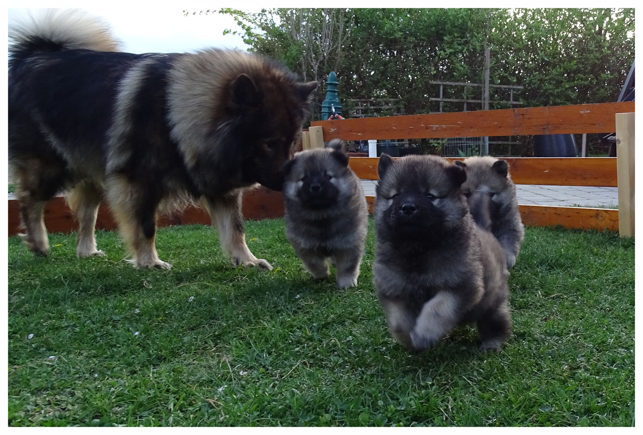 Aurora, Aras & Aria