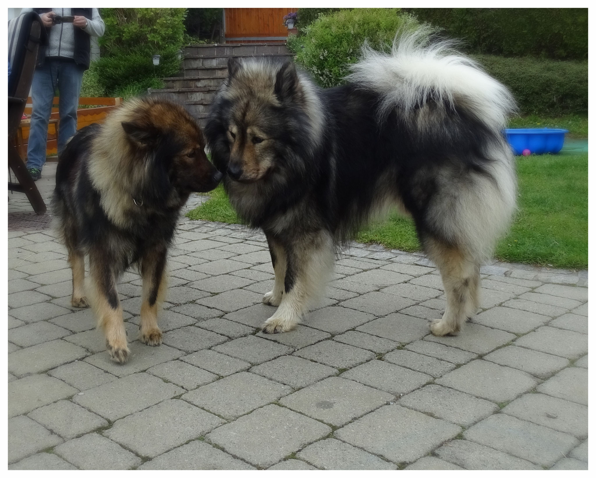 Enja und Emino von Askerta