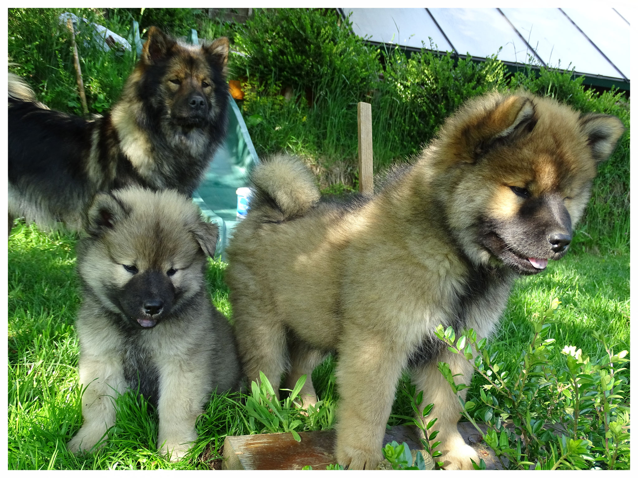 Enja, Aurora & Aisha