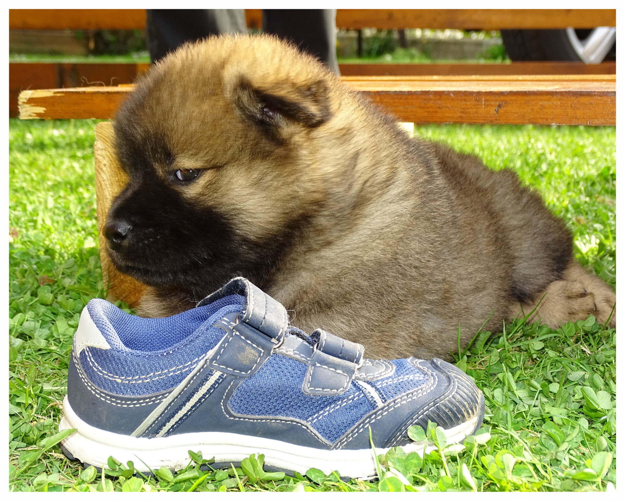 Aisha & mein Schuh?