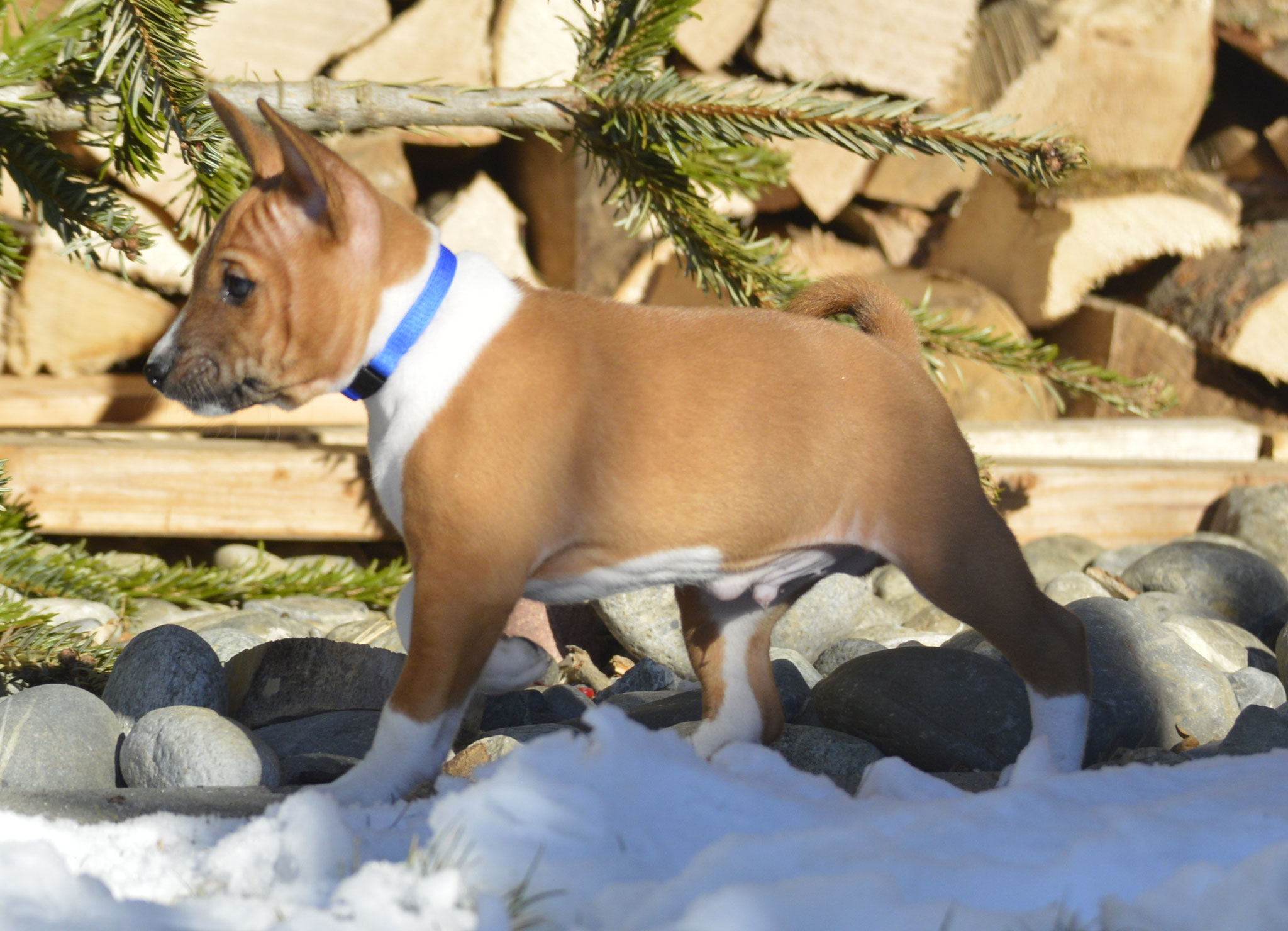 7 Wochen und schon der Boss im Garten