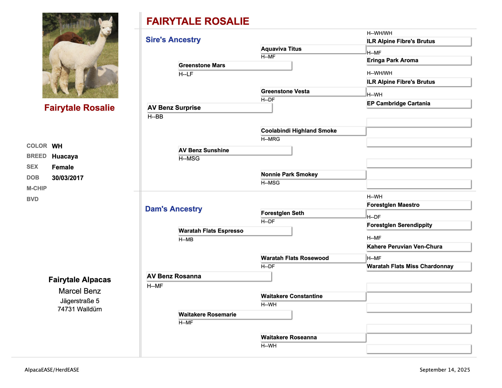 Fairytale Rosalie Stammbaum