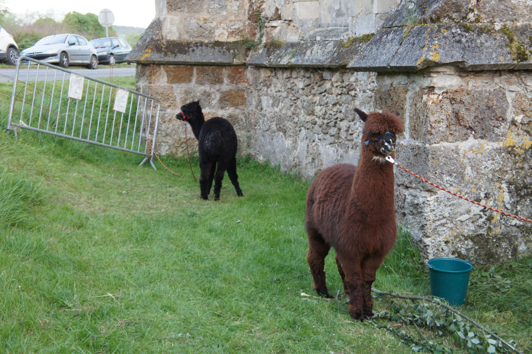 Les chouchous du spectacle 2016 : les alpagas Poncho et Luna.
