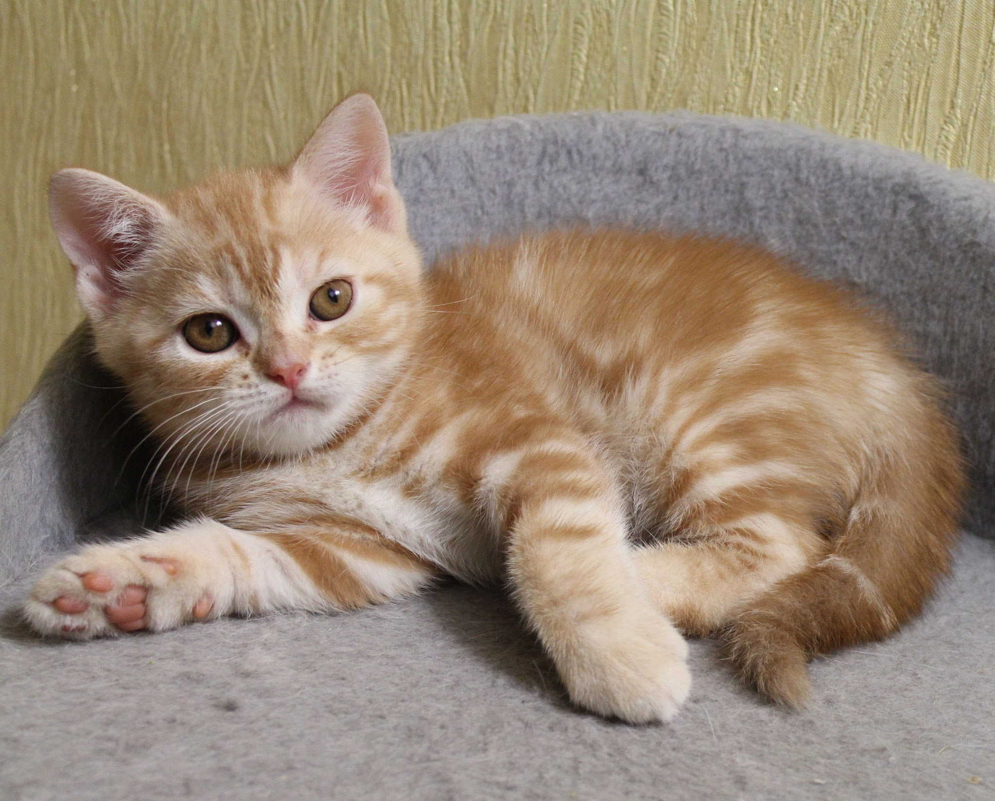 Котенок 4 месяца