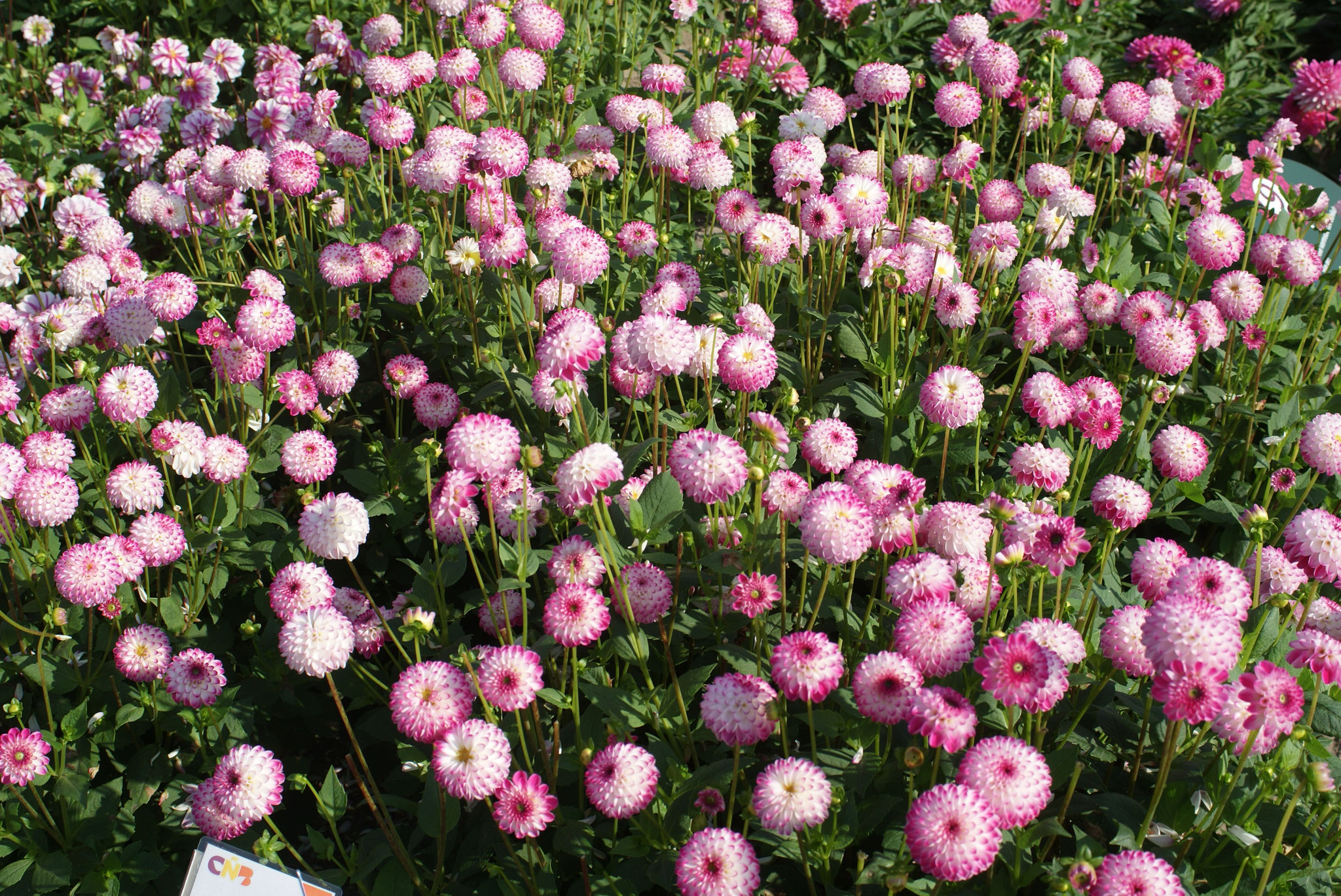 Pink Isa