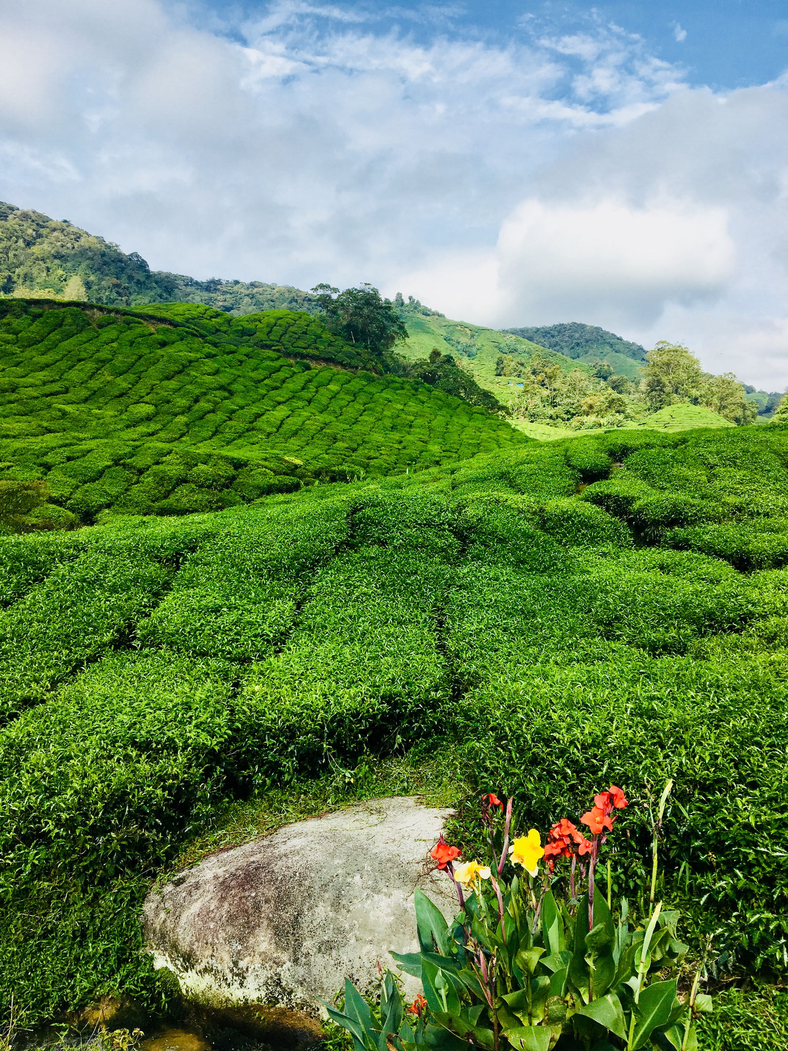 Cameron highlands. Photo credits to Krystle