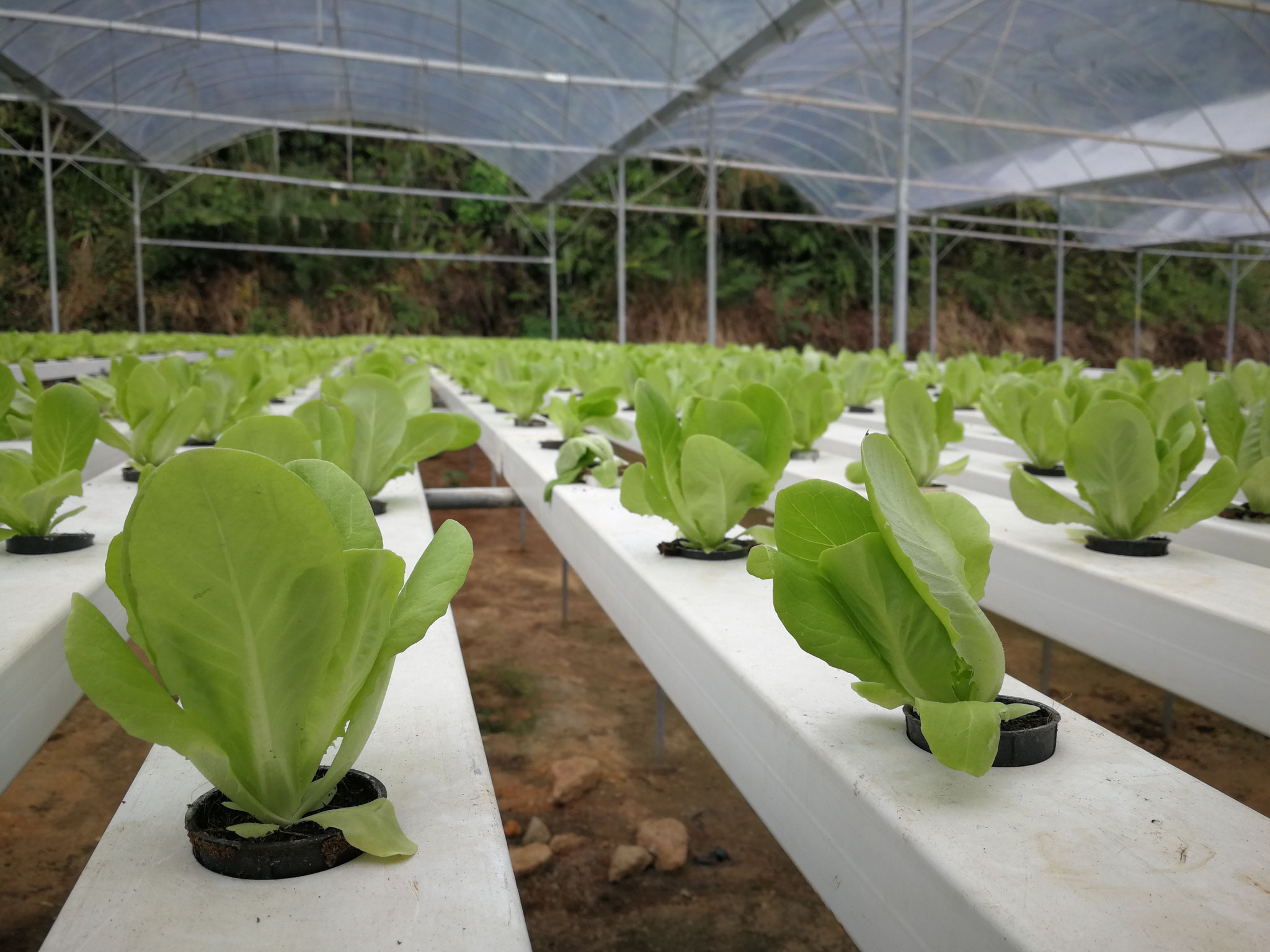 Hydroponic-grown lettuce. Photo credits to Jia May
