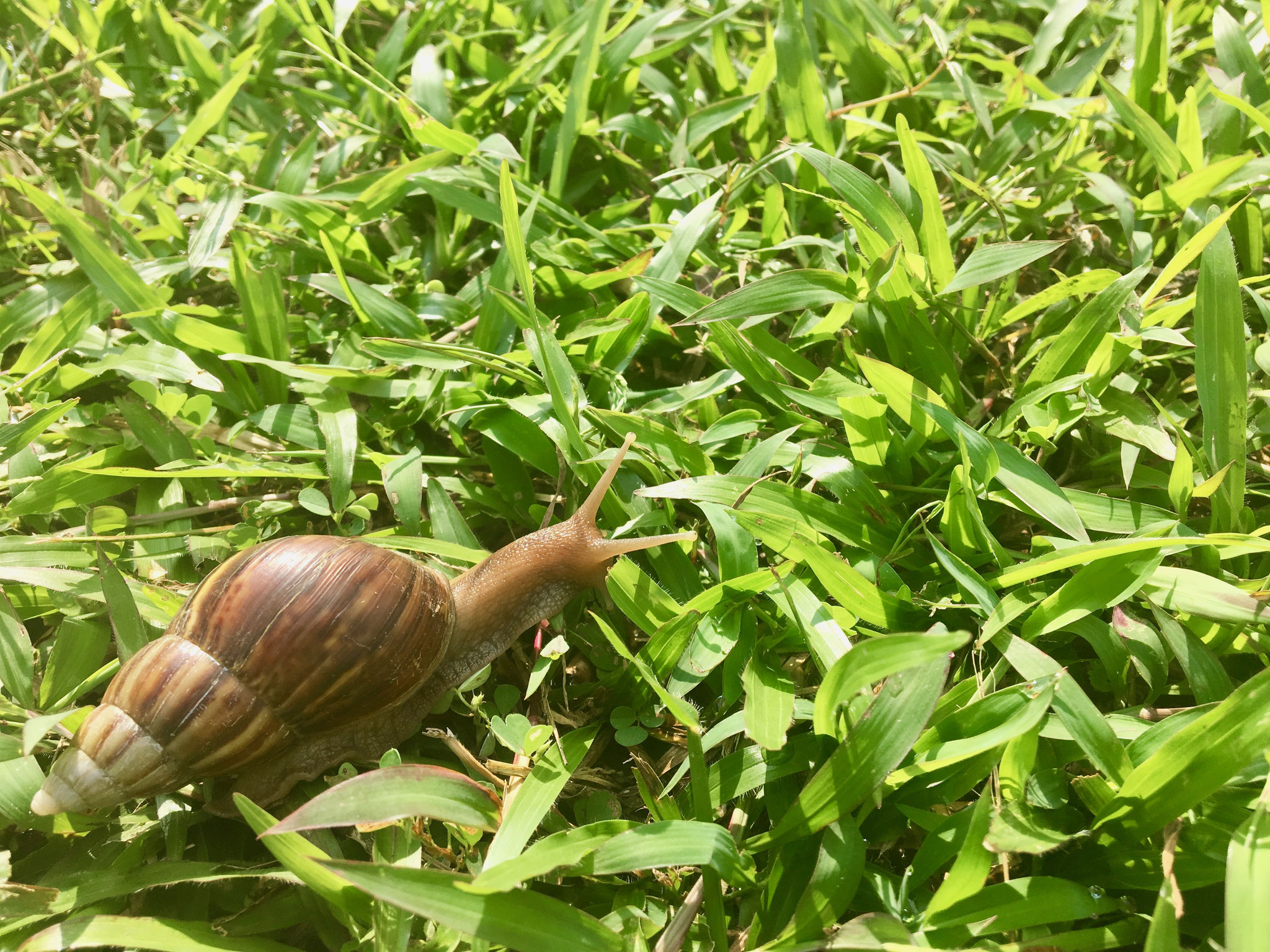Snail. Photo credits to Krystle