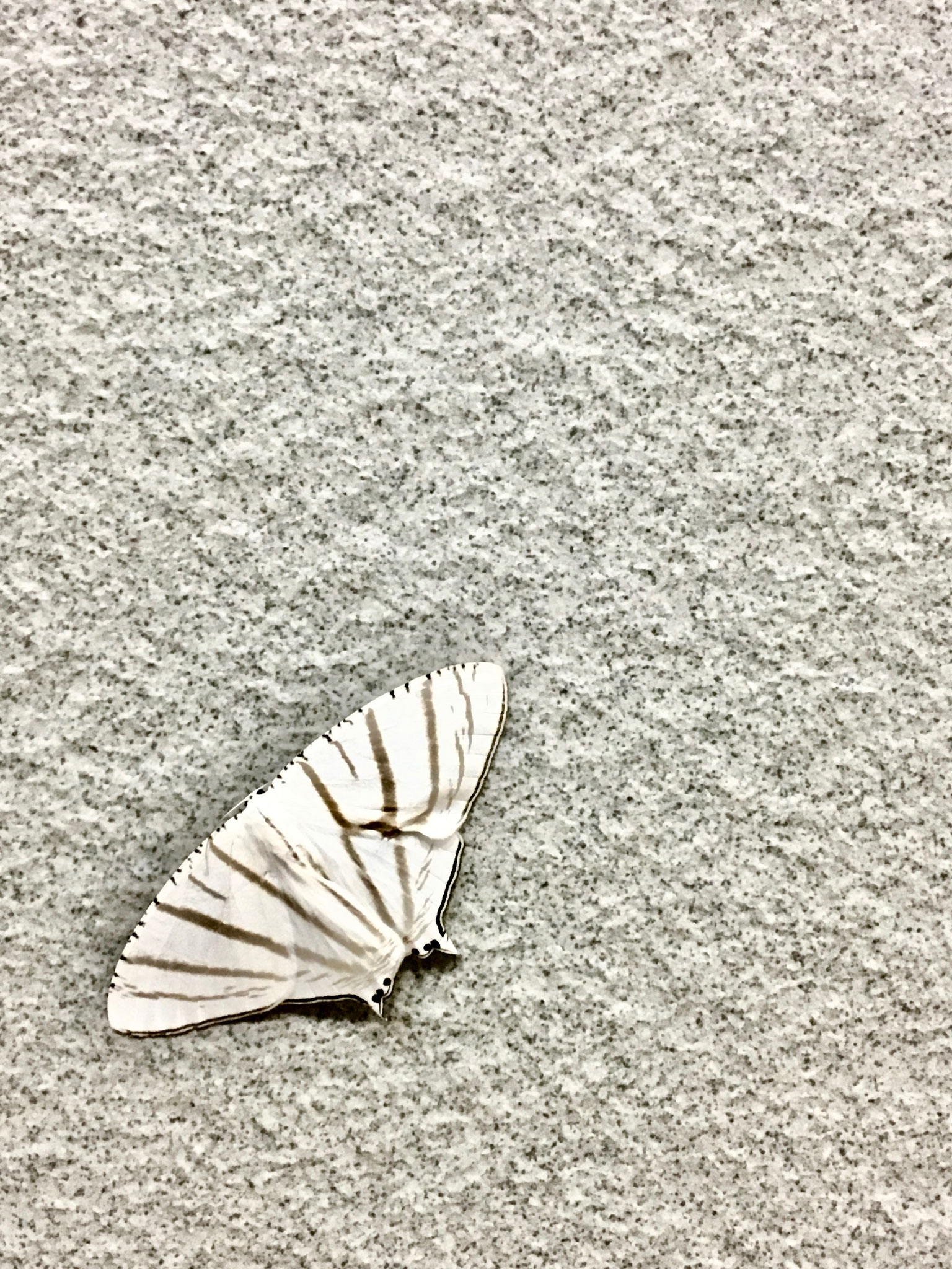 Moth. Photo credits to Krystle
