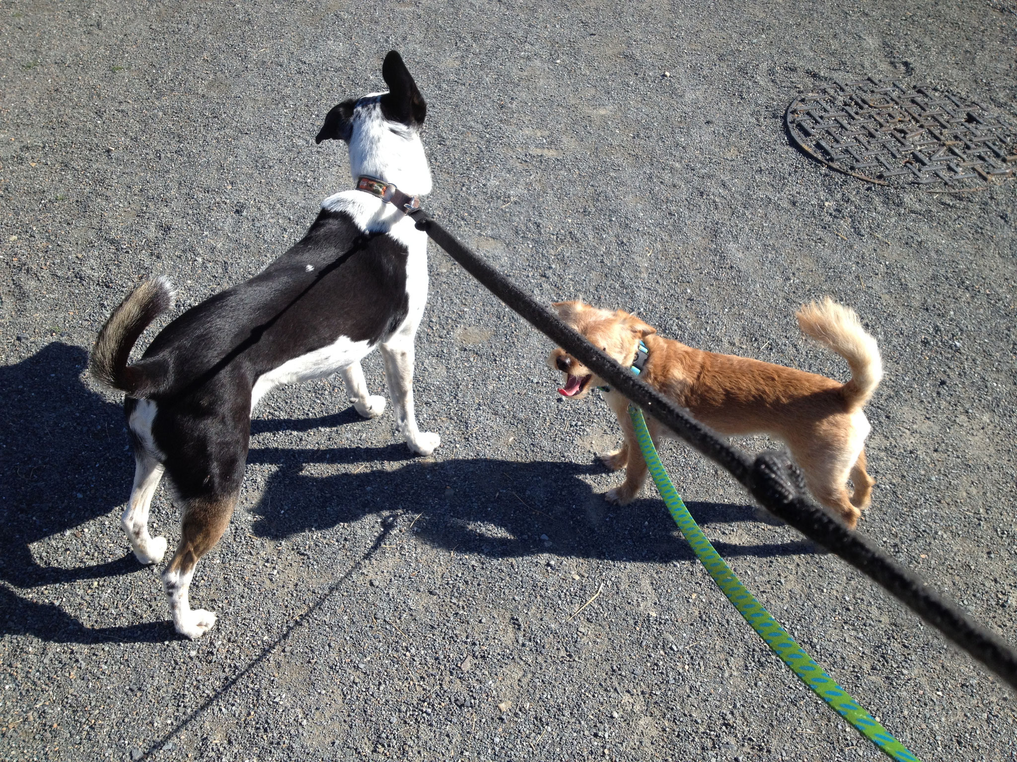 Yoshi and Tate at the trail.