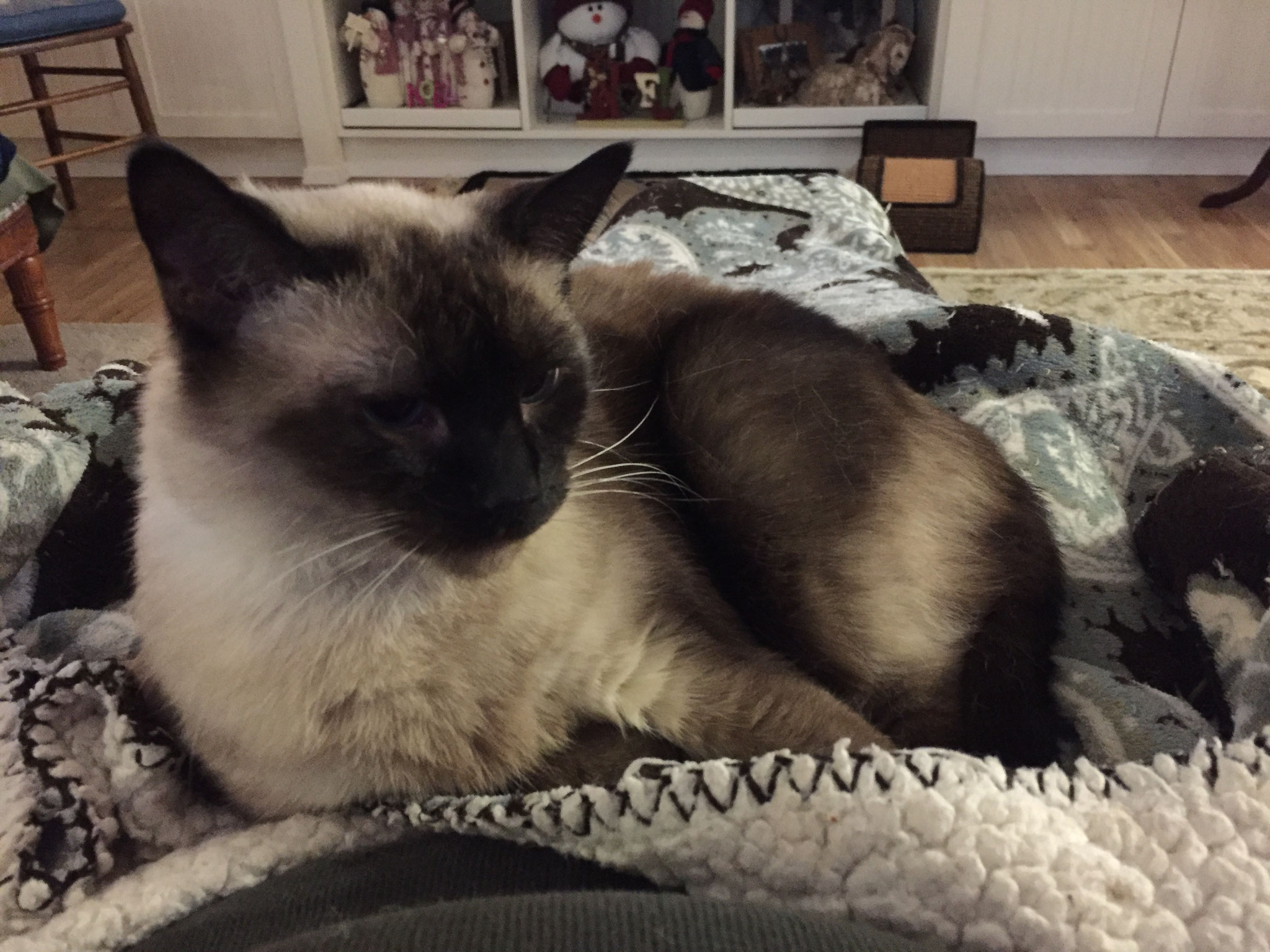 My other cat.