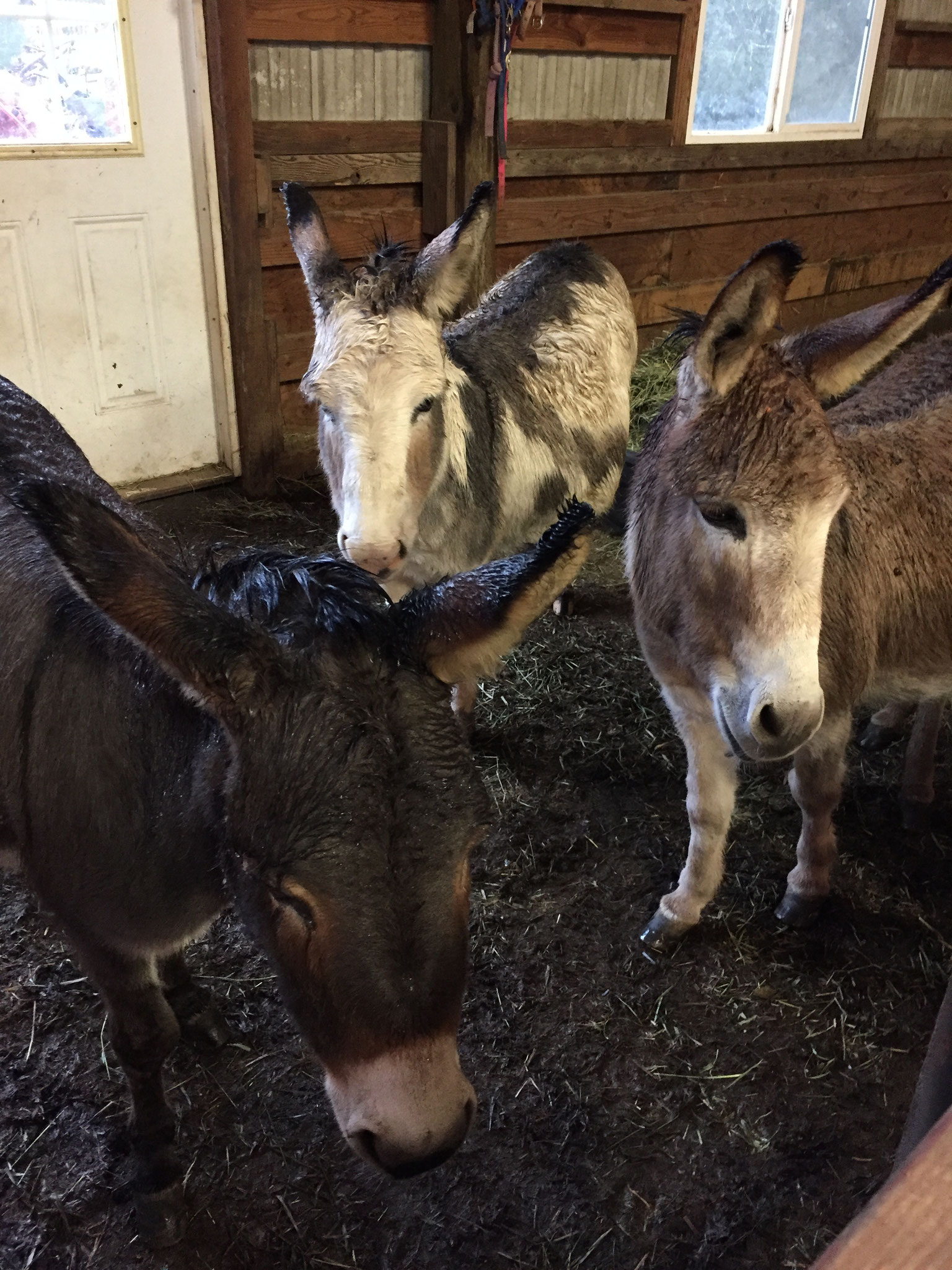Miniature donkeys