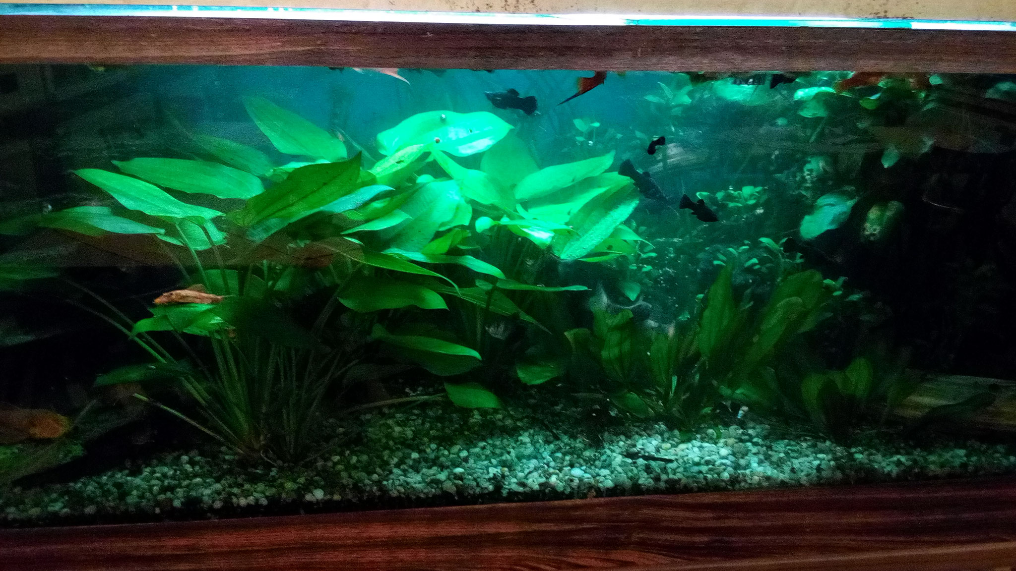 Vereinsaquarium