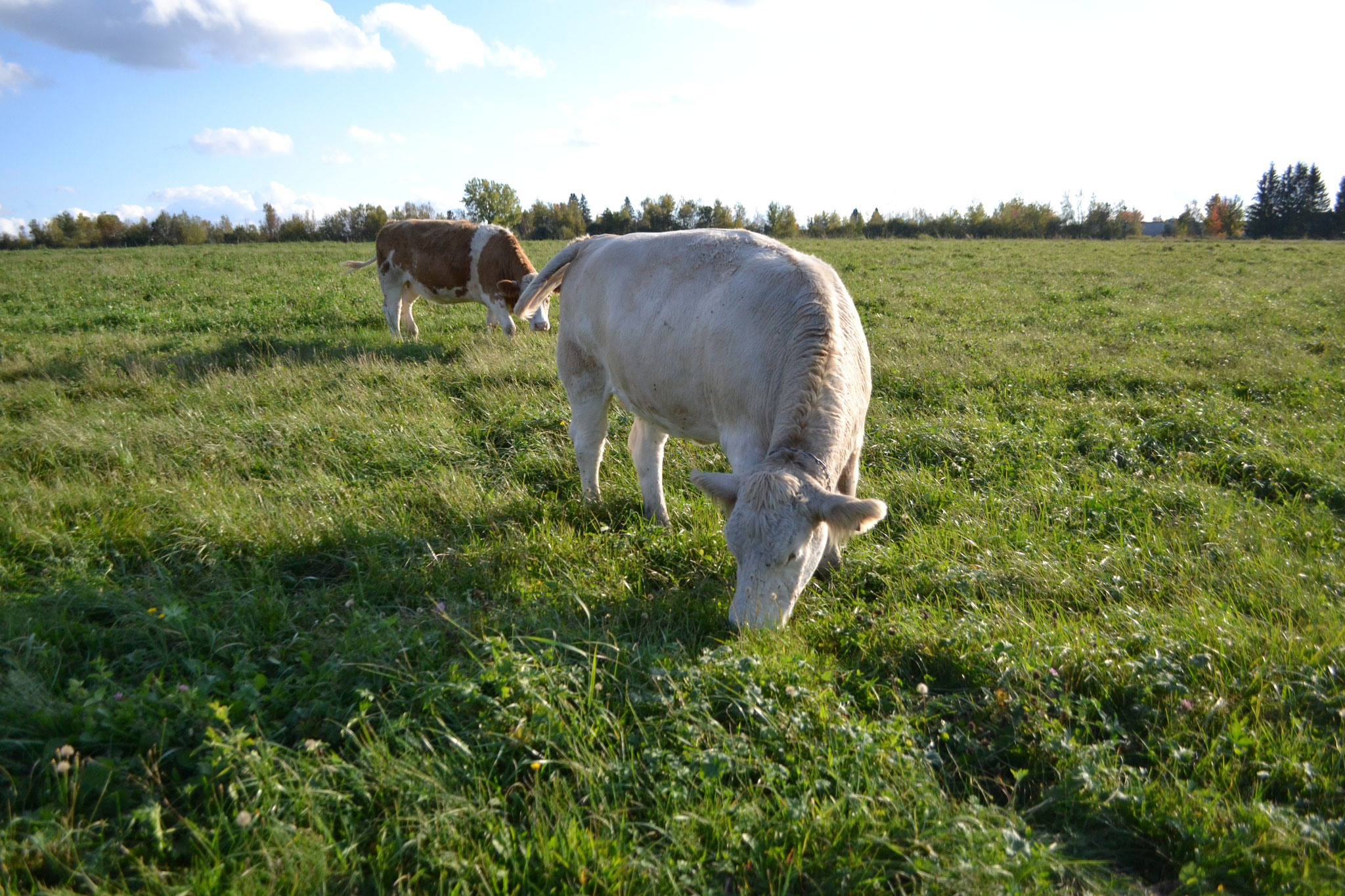 Notre boeuf est nourri exclusivement d'herbe de la ferme...