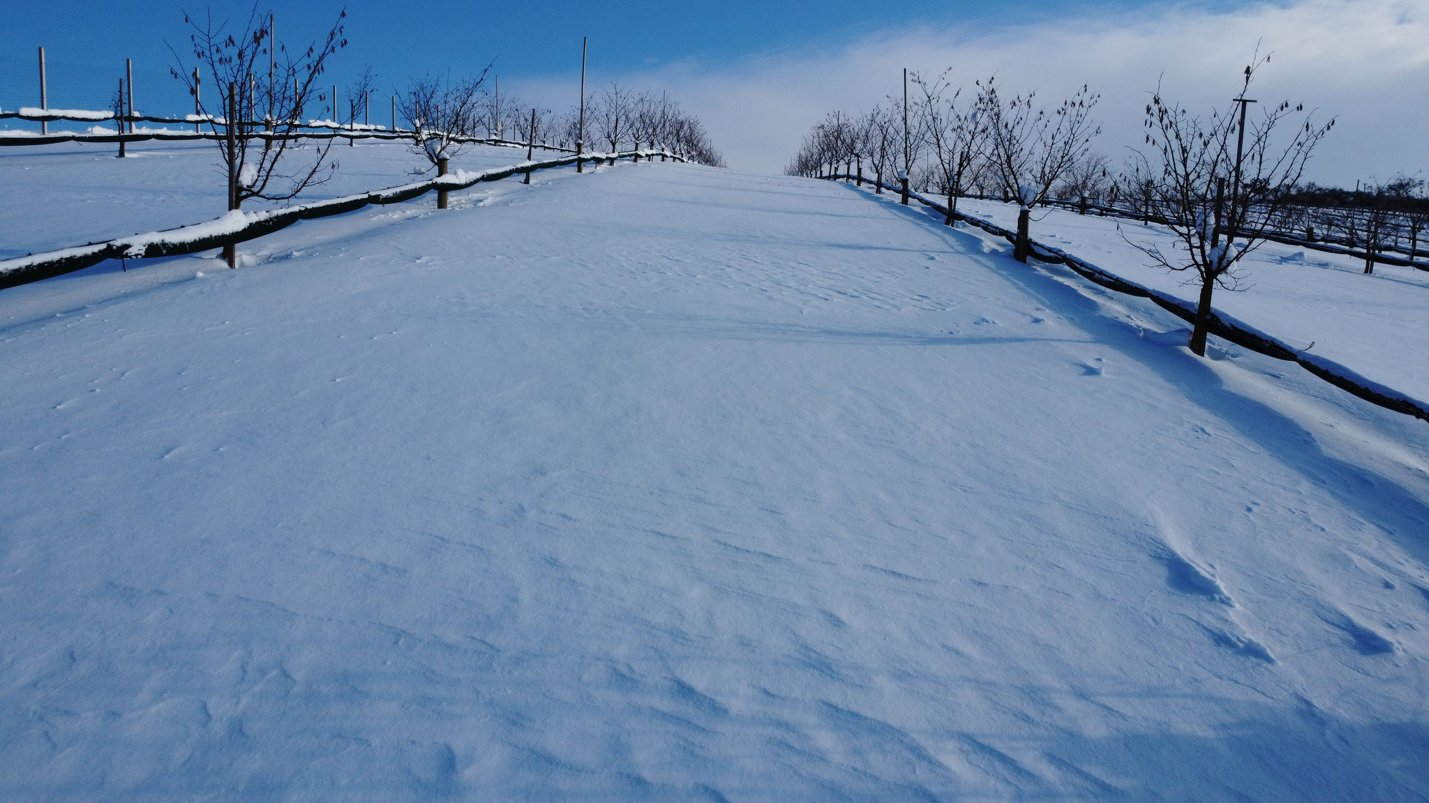 Schneelandschaft im Haselnussgarten