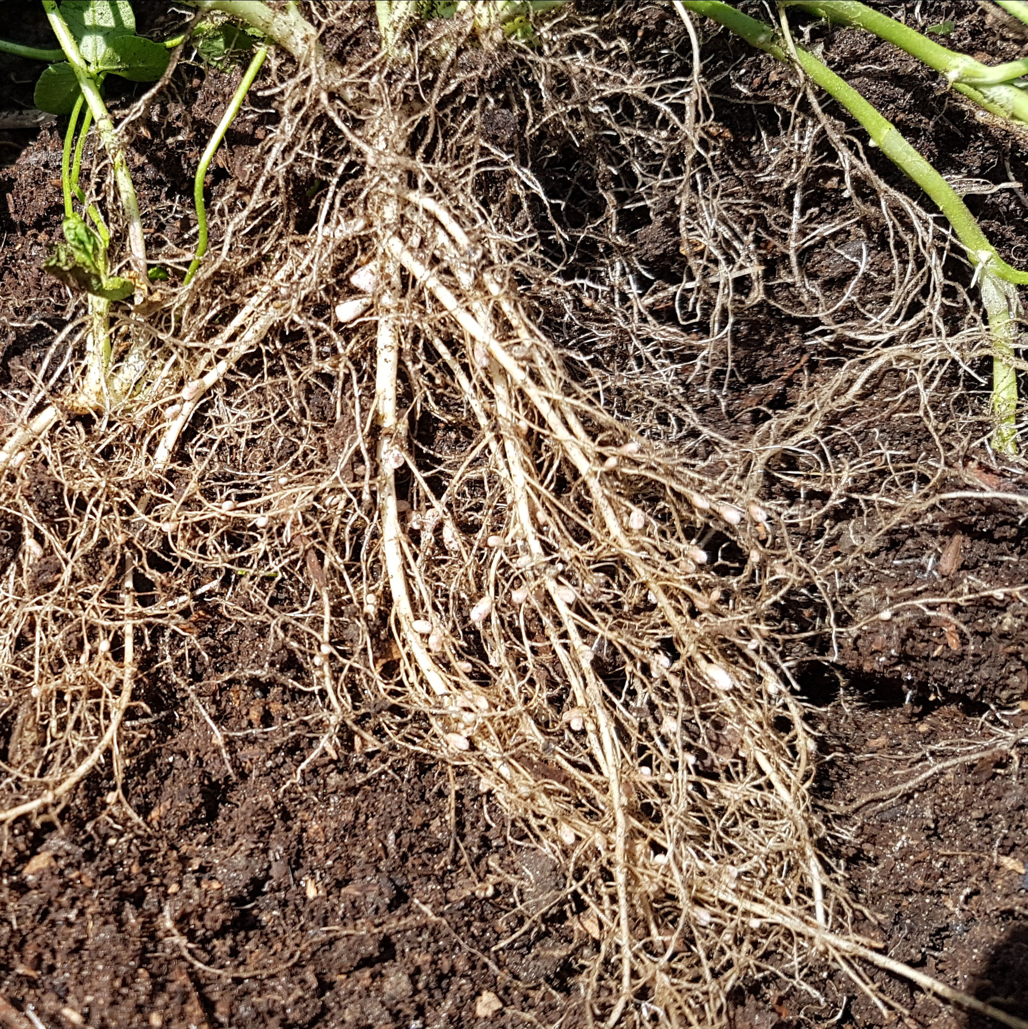 Zum Bodenleben gehören auch Stickstoffsammler wie Wiesenklee. Die "Globuli" sind voll damit und bleiben 2-3 Jahre im Boden zur Verfügung, wenn man sie nicht entfernt.