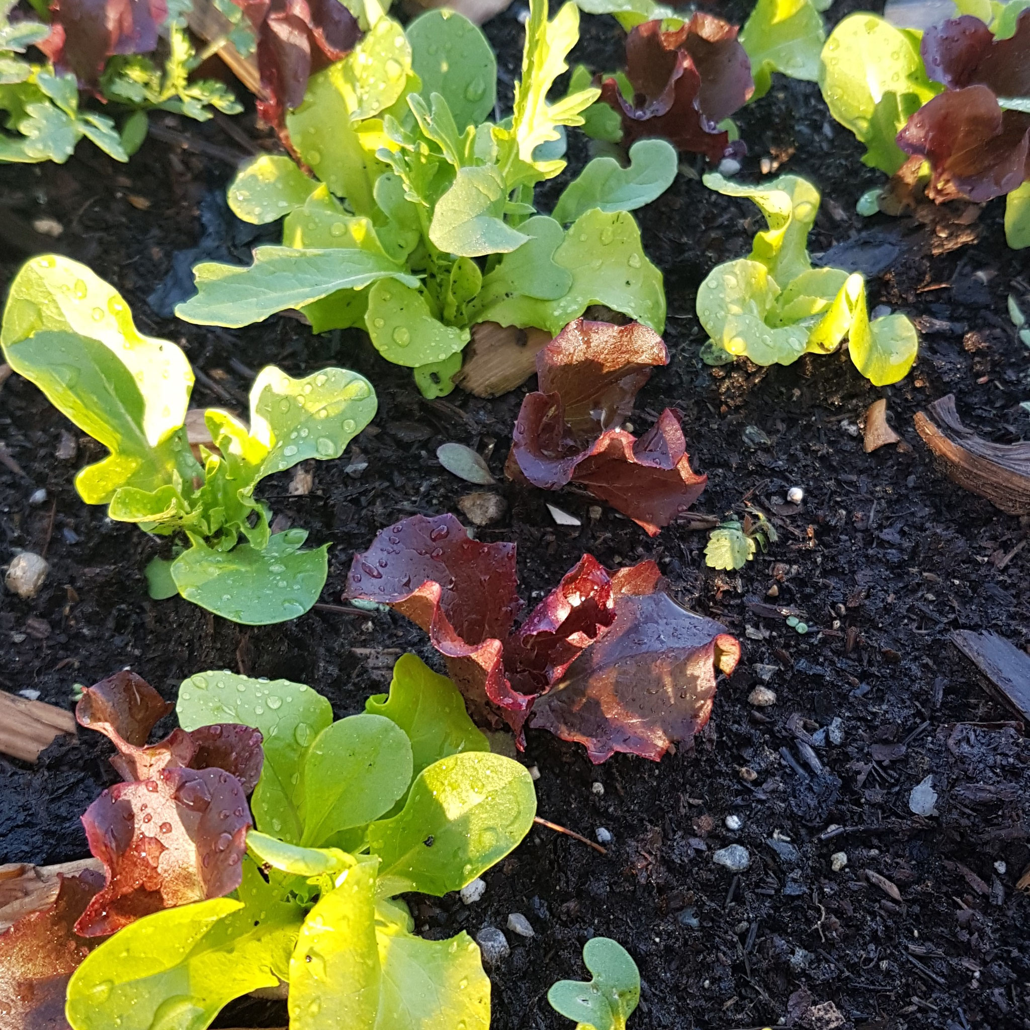 Auch Salat wird intensiv ausgesät, damit er schnell eine Decke über die Erde bildet.